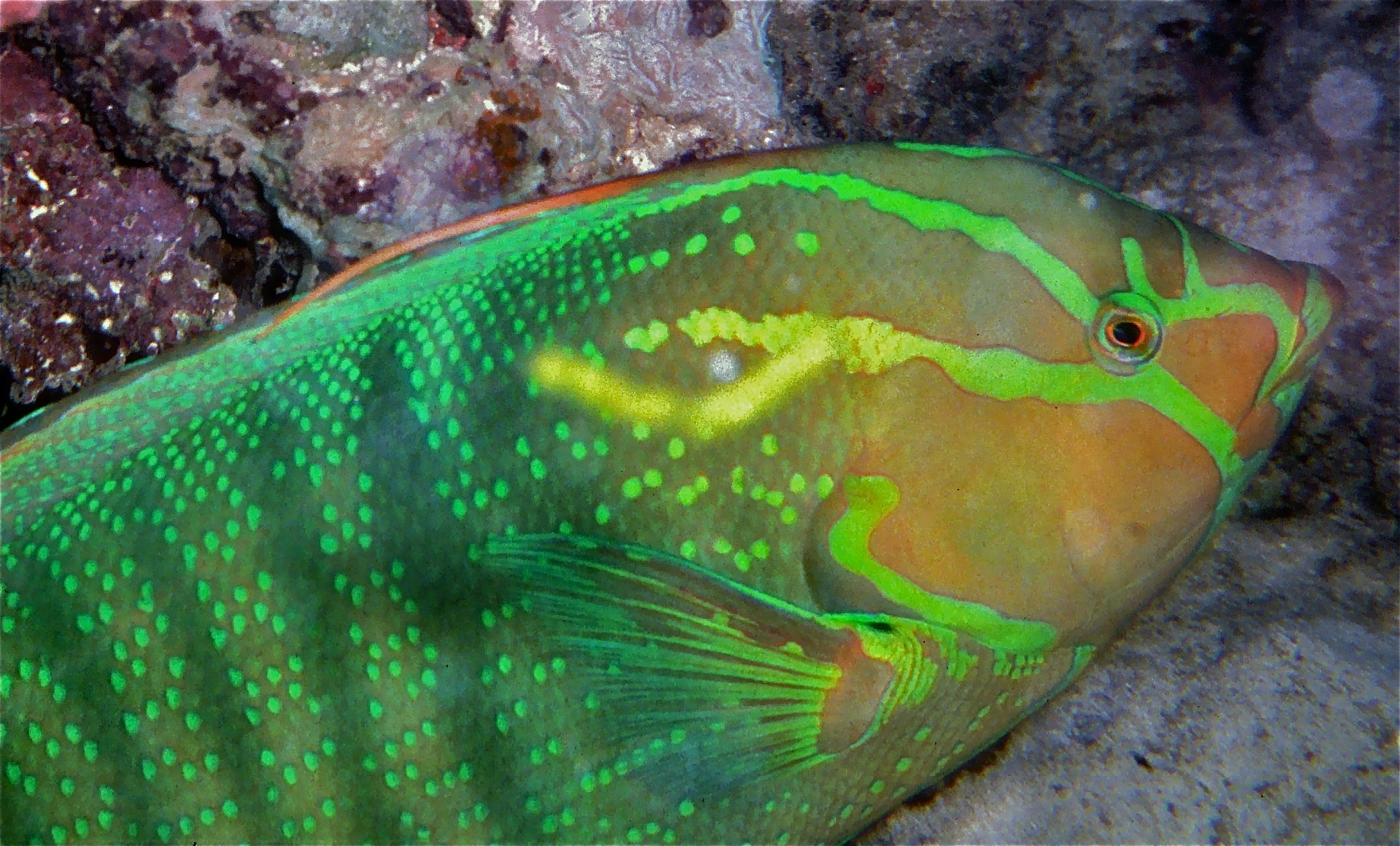 Grün gemusterter Lippfisch mit leuchtenden Linien am Kopf vor Korallen, Watamu-Marine-Nationalpark
