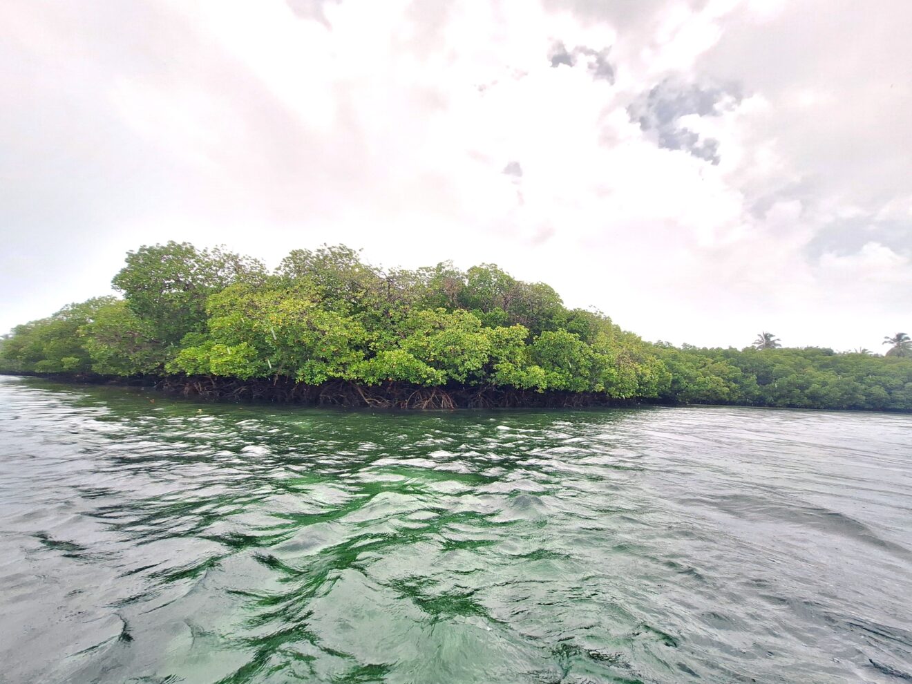 Dichte Mangroven mit Stelzwurzeln am Wasser unter bewölktem Himmel, Meeresschutzgebiet Watamu