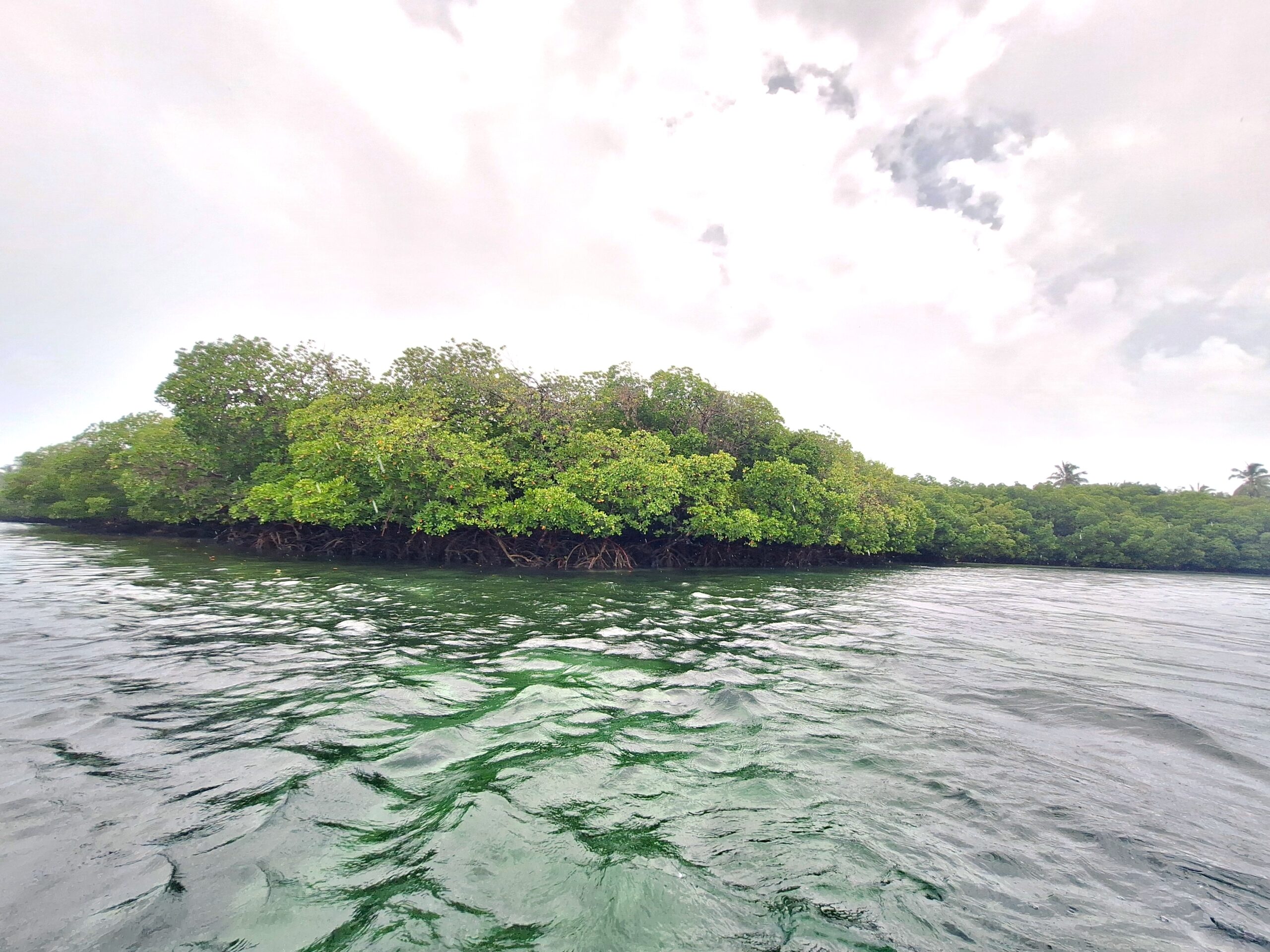 Dichte Mangroven mit Stelzwurzeln am Wasser unter bewölktem Himmel, Meeresschutzgebiet Watamu