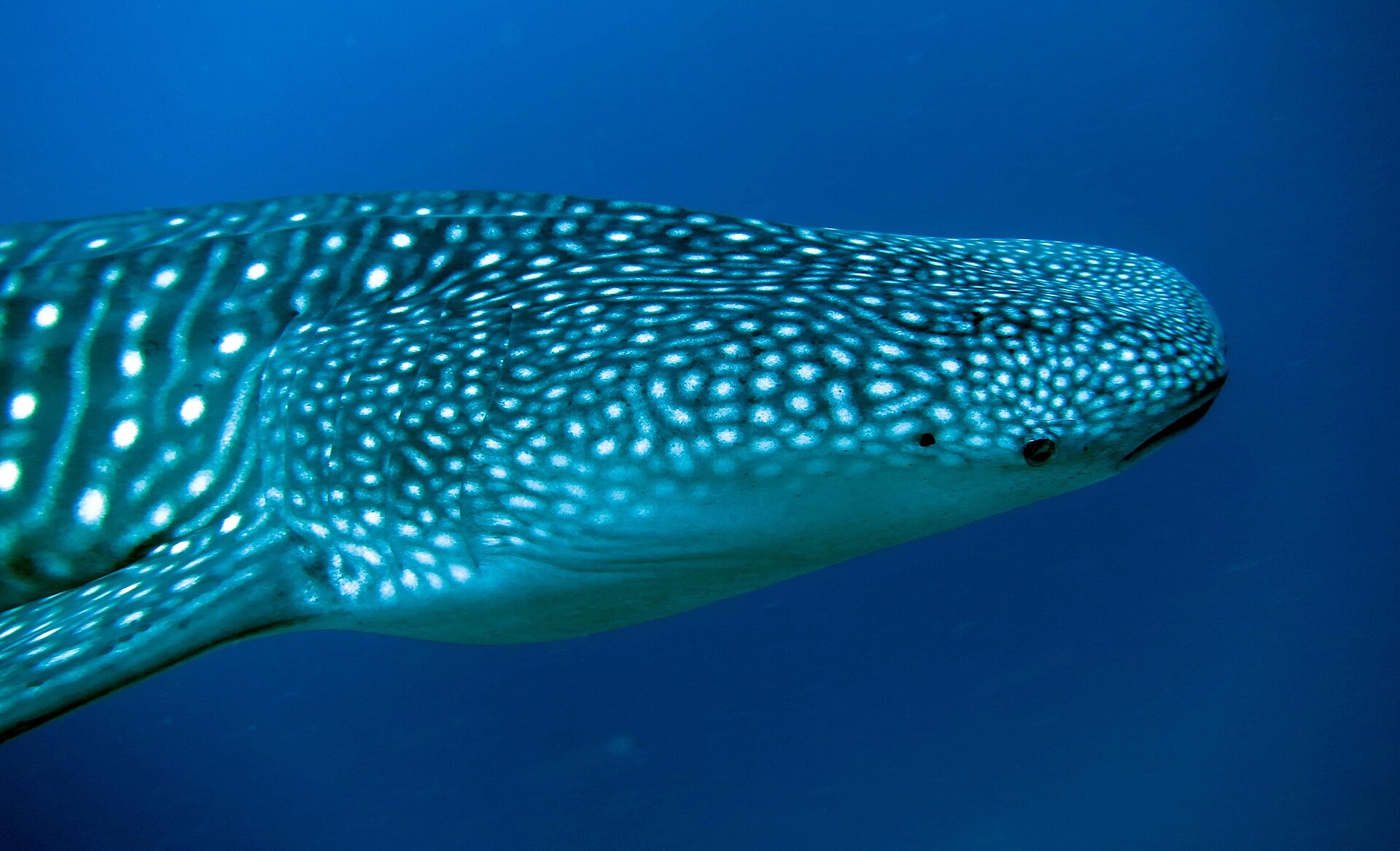 Junger Walhai im Indischen Ozean, nicht in Watamu