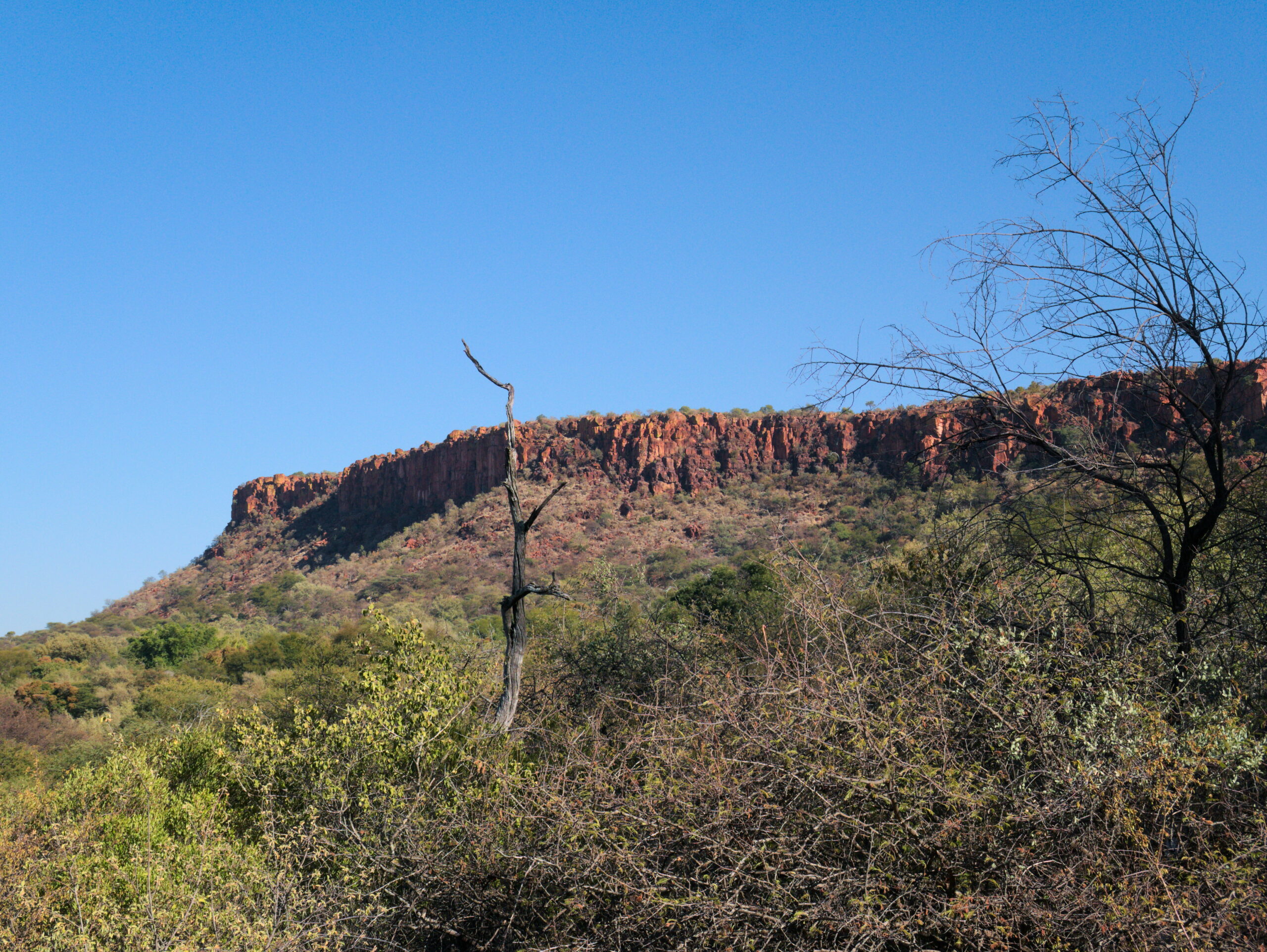 Die Felskante des Waterberg-Plateaus über einem bewaldeten Hang, gesehen von unten nahe dem Rastlager