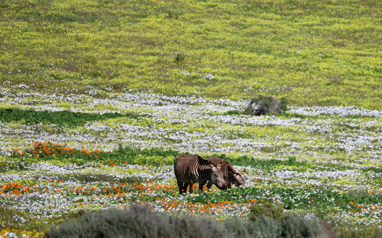 Zwei Kap-Bergzebras grasen zwischen weißen, gelben und orangen Wildblumen im West-Coast-Nationalpark