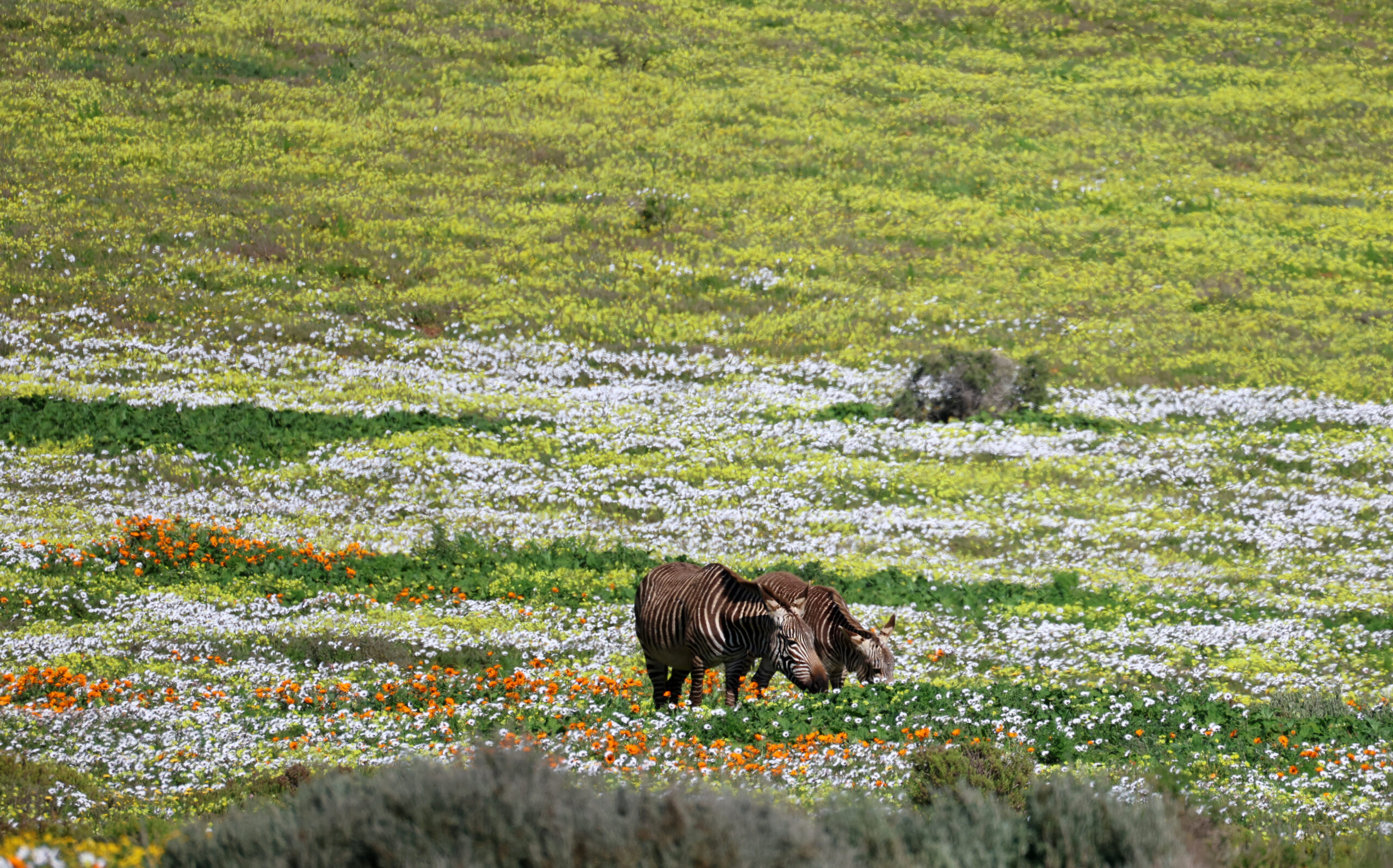 Zwei Kap-Bergzebras grasen zwischen weißen, gelben und orangen Wildblumen im West-Coast-Nationalpark