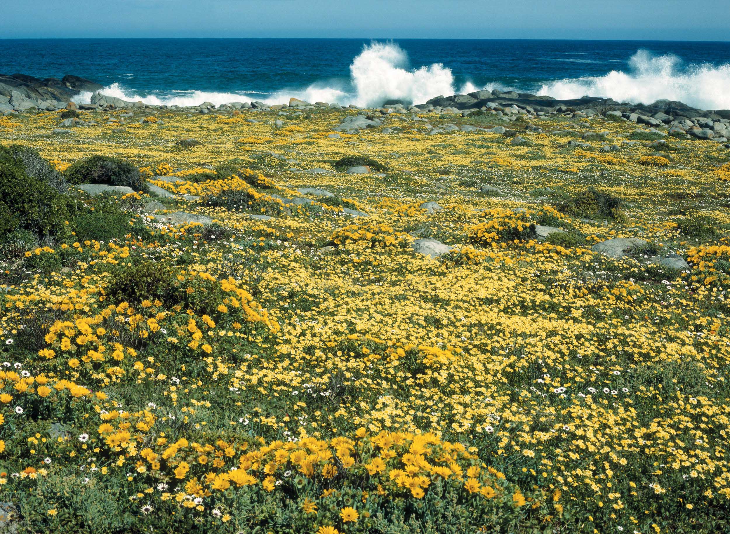 Dichte gelbe und weiße Wildblumen zwischen Granitfelsen, dahinter Brandung am Atlantik, Postberg im West-Coast-Nationalpark