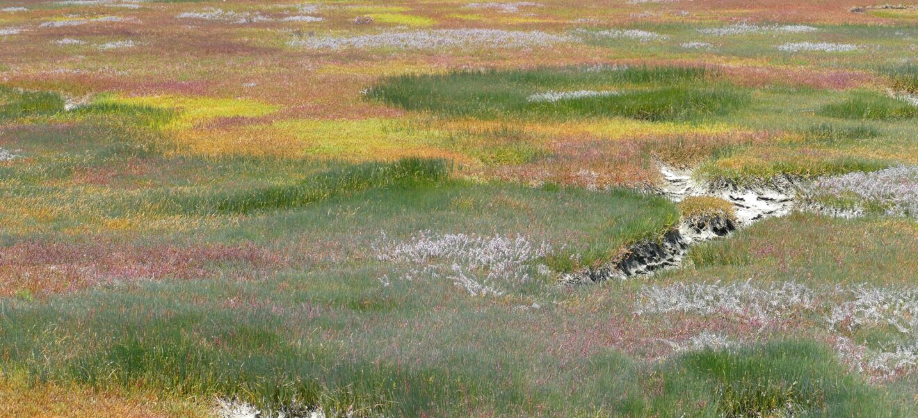 Salzmarsch mit niedrigen grünen, roten und gelben Pflanzen am Geelbek im West-Coast-Nationalpark