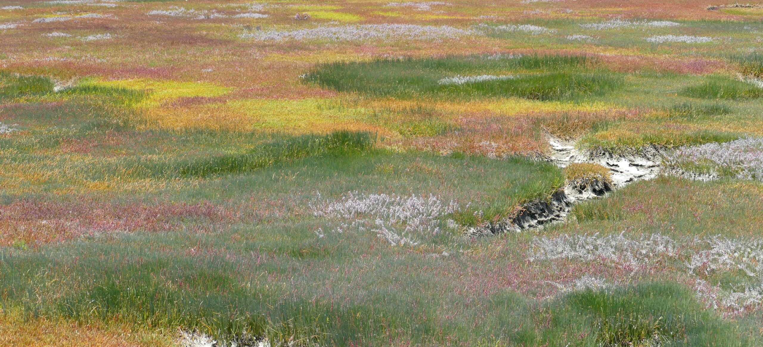 Salzmarsch mit niedrigen grünen, roten und gelben Pflanzen am Geelbek im West-Coast-Nationalpark