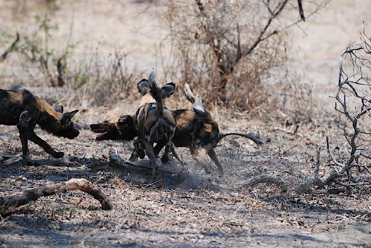 Wildhunde bei der Begrüßung, Katavi-Nationalpark, Tansania