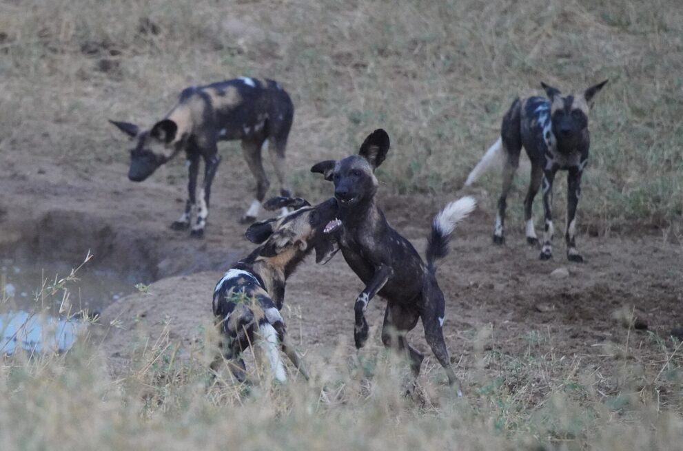 Zwei Wildhunde springen spielerisch aneinander hoch, zwei weitere stehen daneben im trockenen Gras an einem kleinen Wasserloch