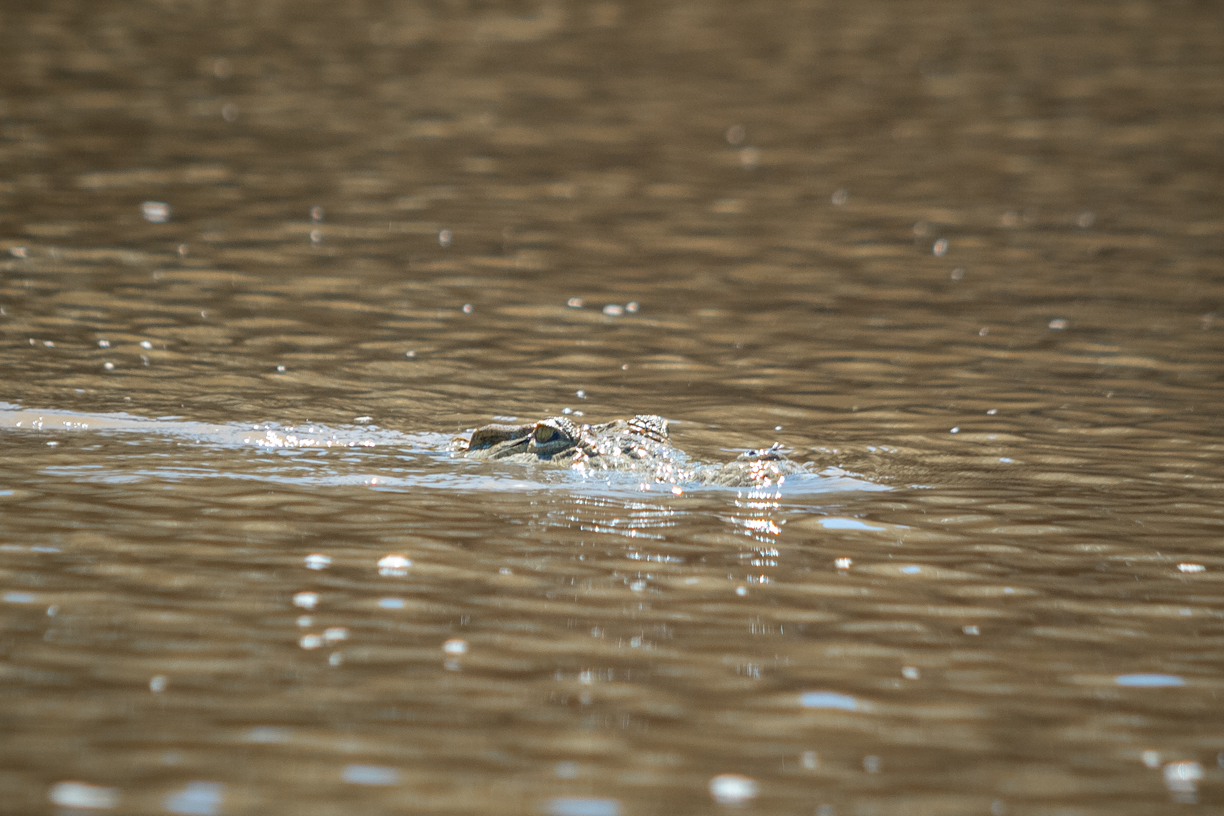 Krokodil treibt im Fluss, Saadani-Nationalpark