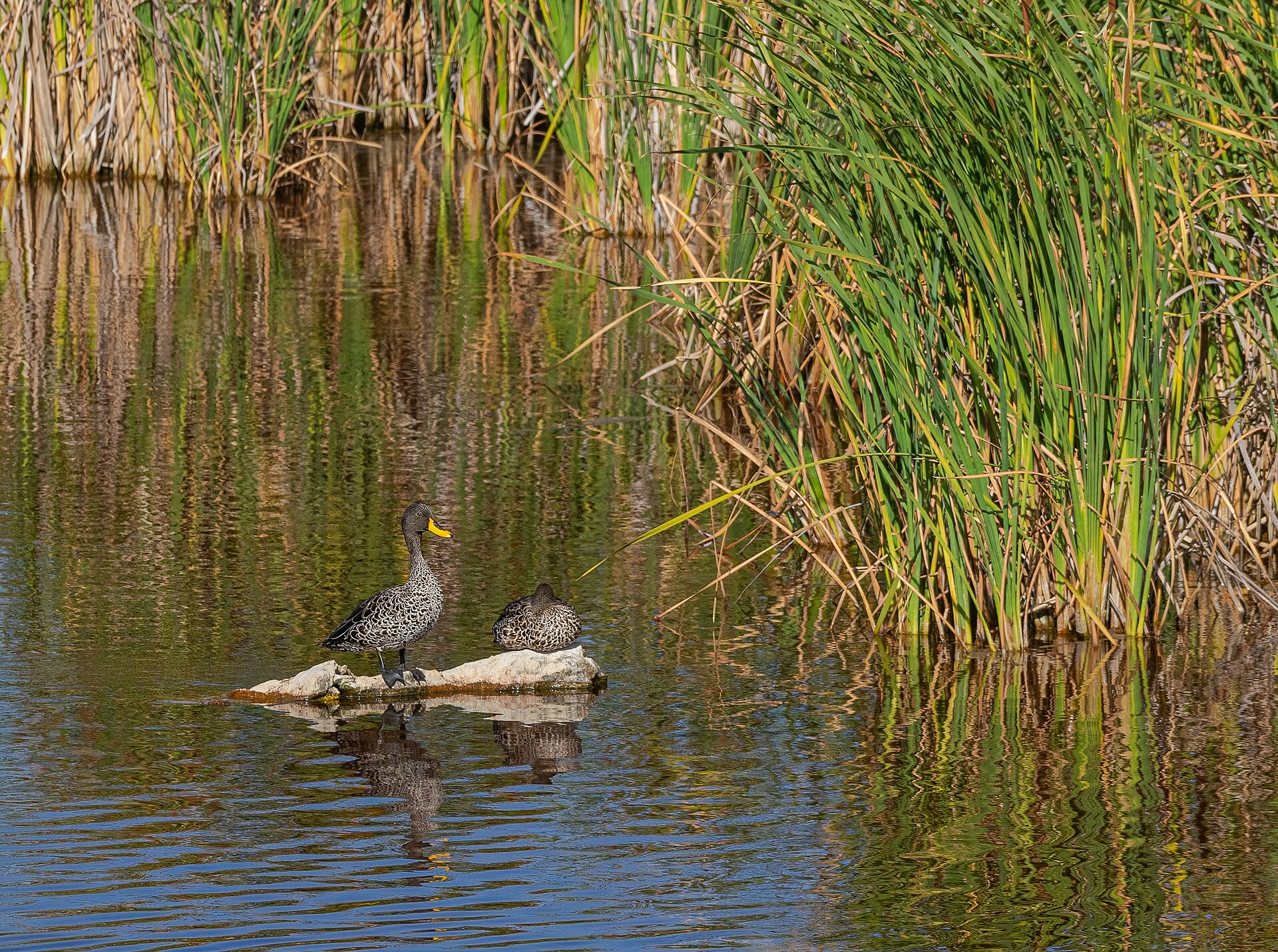 Zwei Gelbschnabelenten am Schilf, West-Coast-Nationalpark