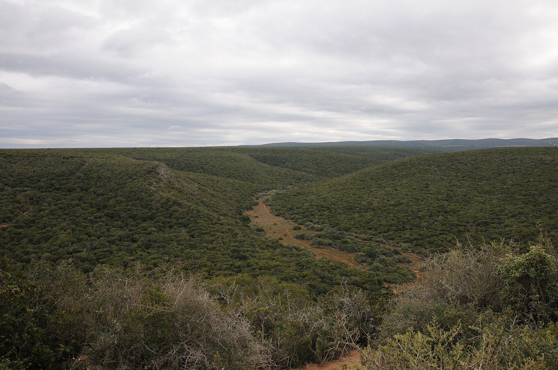 Blick von einer Anhöhe über hügeliges, dicht mit Buschwerk bewachsenes Land, in der Talsohle ein Sandweg, am Horizont eine Bergkette unter grauem Himmel.