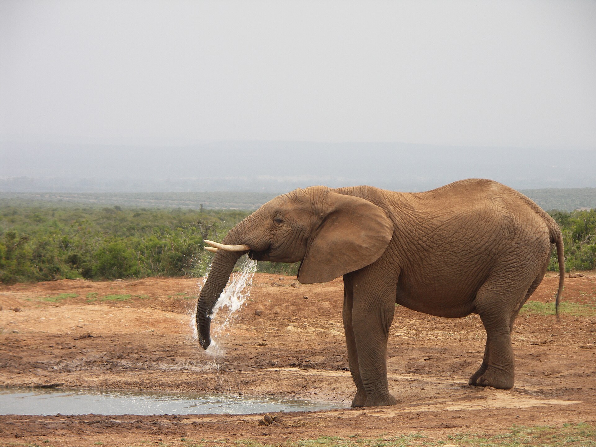 Ein Elefant trinkt an einer flachen Wasserstelle auf roter Erde, dahinter Buschland und dunstige Hügel am Horizont.
