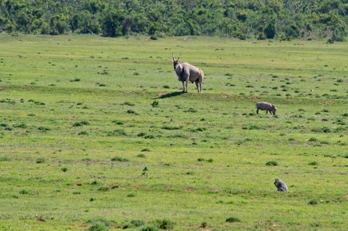 Eine Elenantilope und zwei Warzenschweine auf einer offenen Grasfläche, im Hintergrund dichtes Buschwerk.