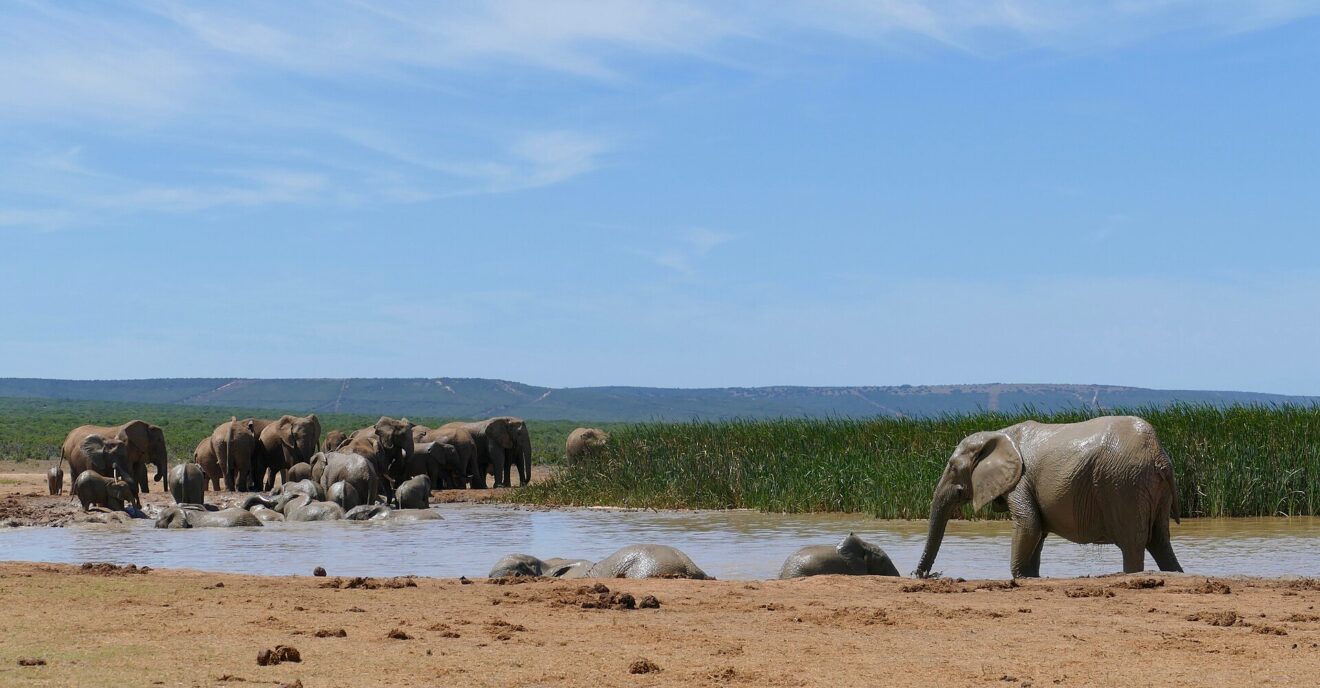 Eine große Elefantenherde steht am Ufer, mehrere Tiere liegen im schlammigen Wasser, rechts Schilf