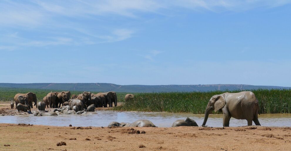 Eine große Elefantenherde steht am Ufer, mehrere Tiere liegen im schlammigen Wasser, rechts Schilf
