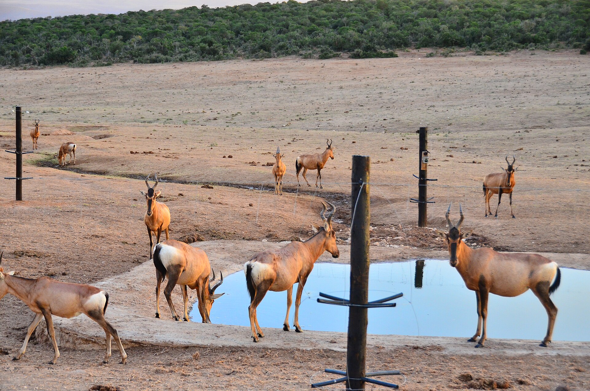 Kuhantilopen an einer Wasserstelle mit Drahtpfählen in Addo