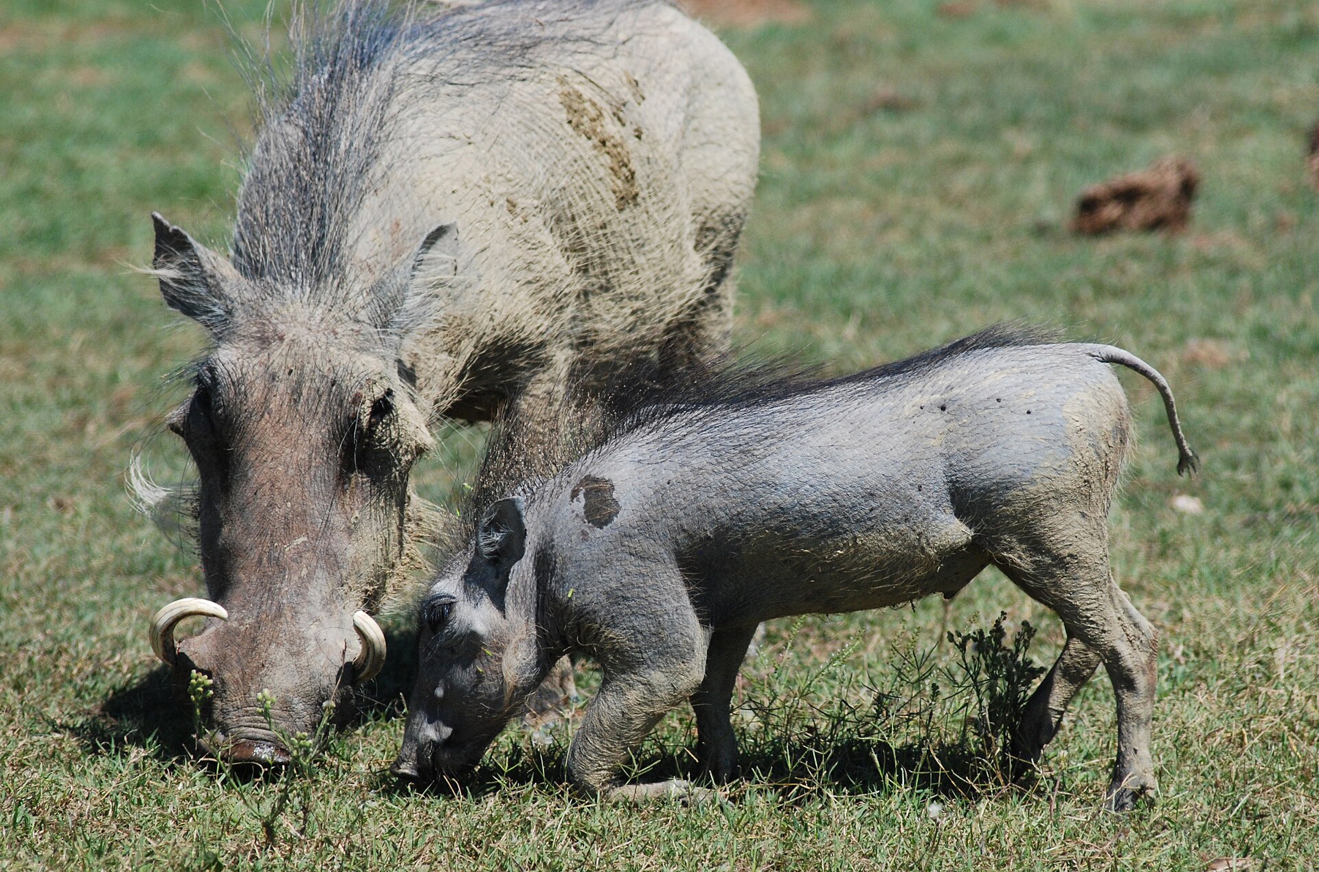 Warzenschwein mit Frischling in Addo