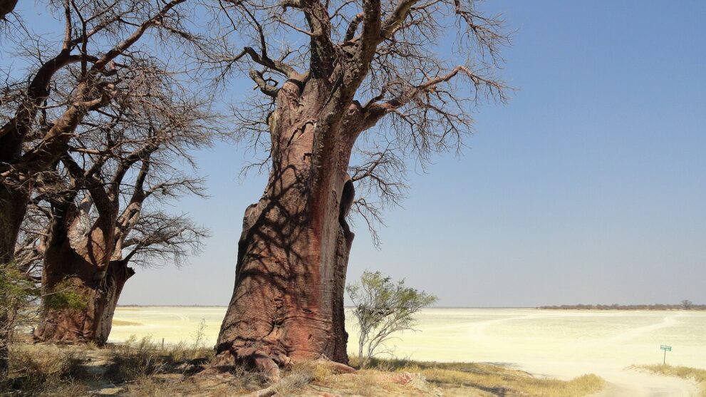 Ein dicker Baobab-Stamm mit rötlicher, gefurchter Rinde, dahinter die flache, gleißend helle Pfanne bis zum Horizont