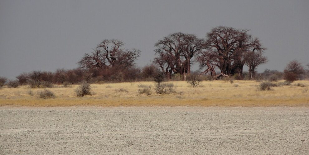 Die Baobab-Gruppe als Silhouette auf einer Graskante, davor die weiße Salzkruste der Kudiakam-Pfanne, darüber grauer Gewitterhimmel