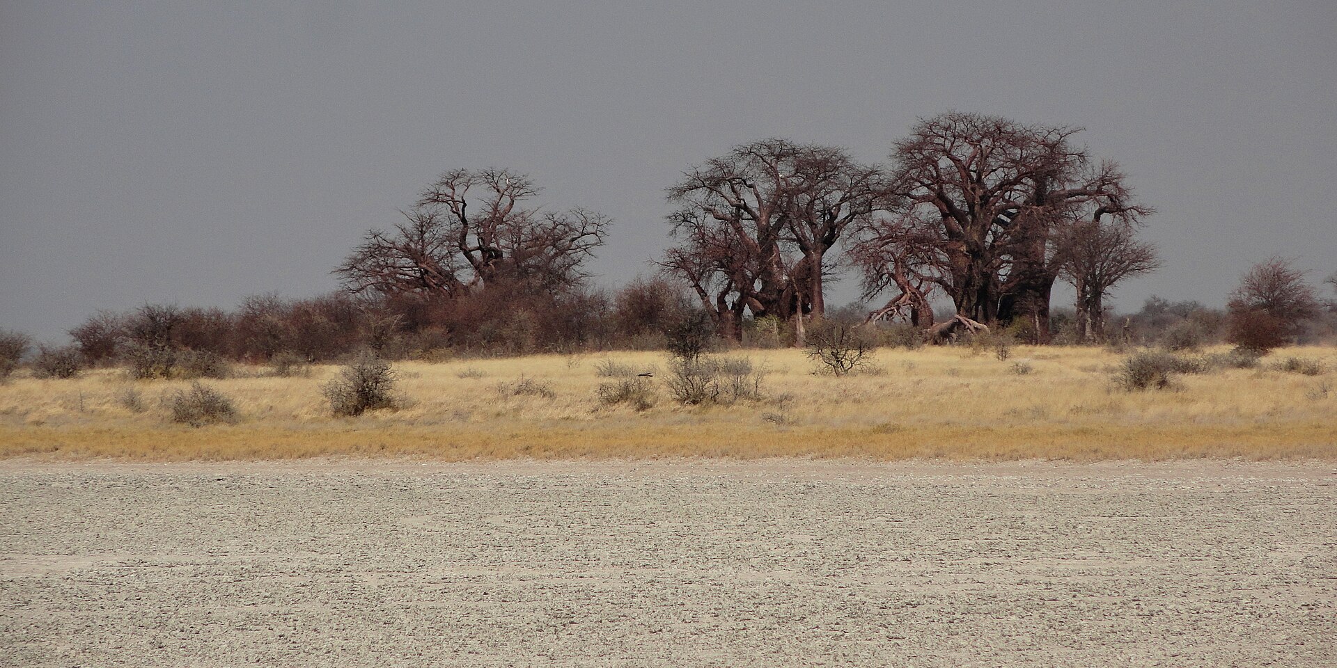 Die Baobab-Gruppe als Silhouette auf einer Graskante, davor die weiße Salzkruste der Kudiakam-Pfanne, darüber grauer Gewitterhimmel