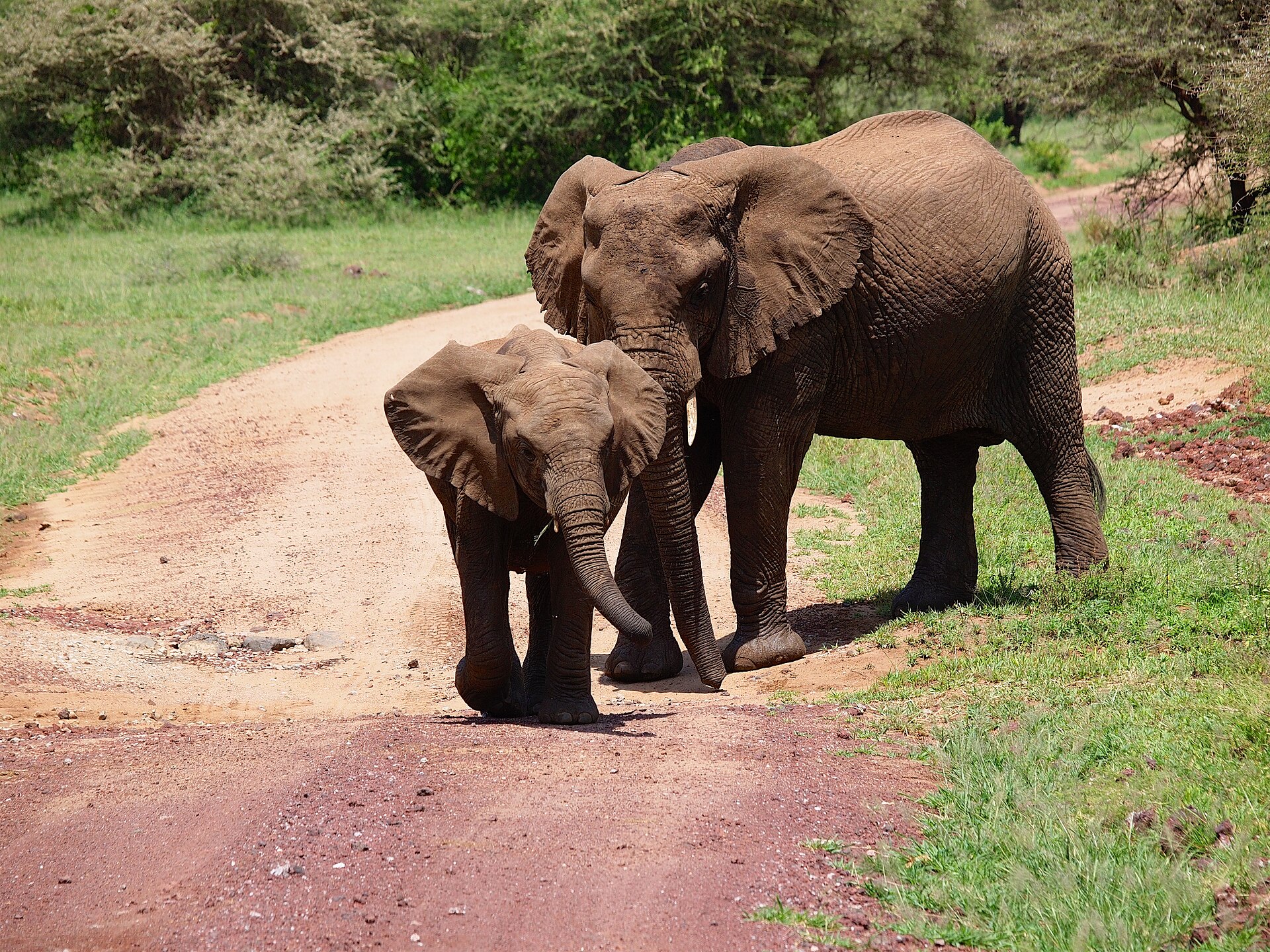 Elefantenkuh mit Jungtier auf der Piste, Lake Manyara