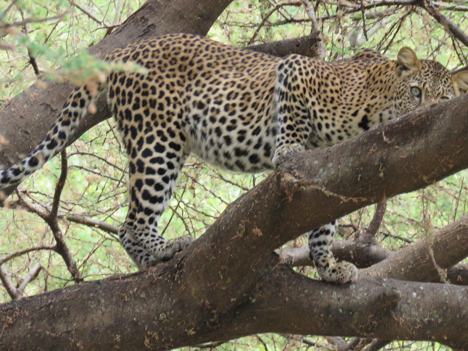 Leopard auf einem Ast, Lake Manyara, August 2020