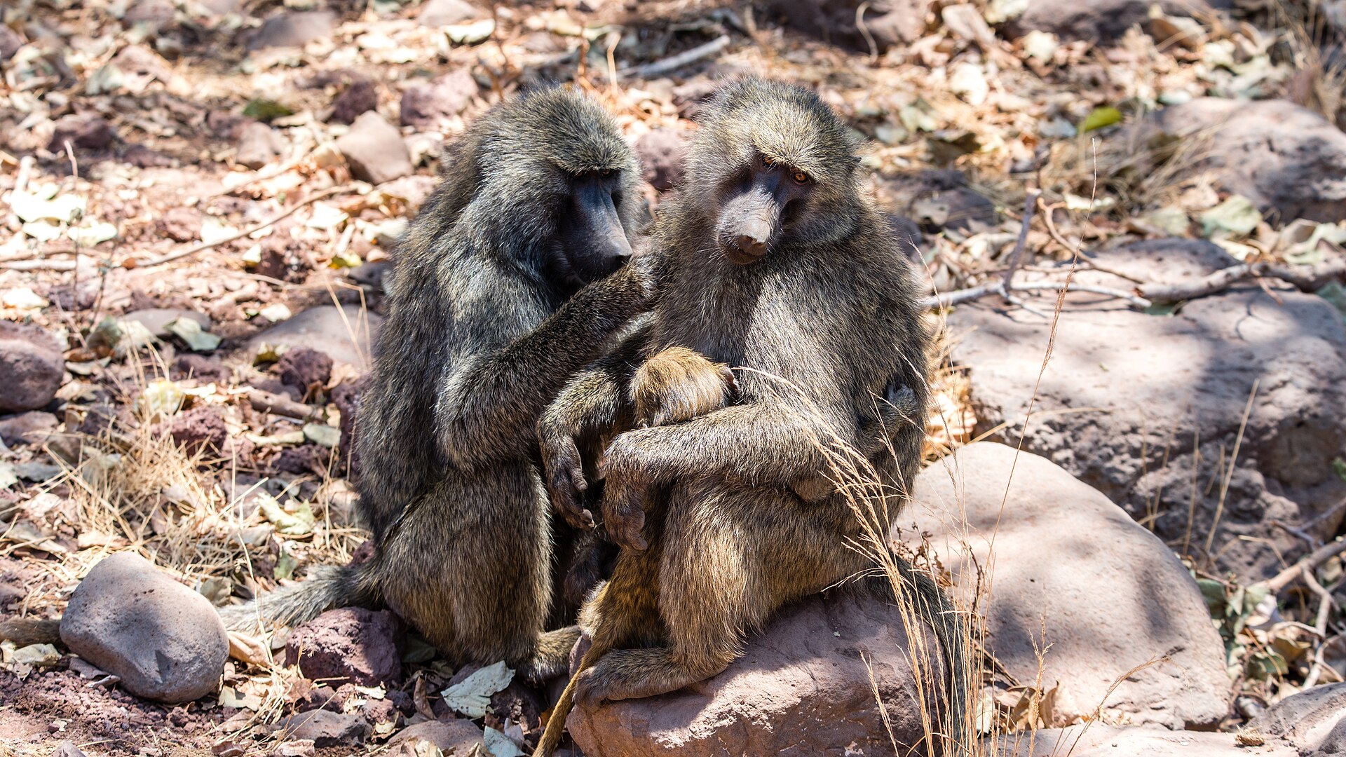 Zwei Paviane beim Lausen, Lake Manyara, Oktober 2016