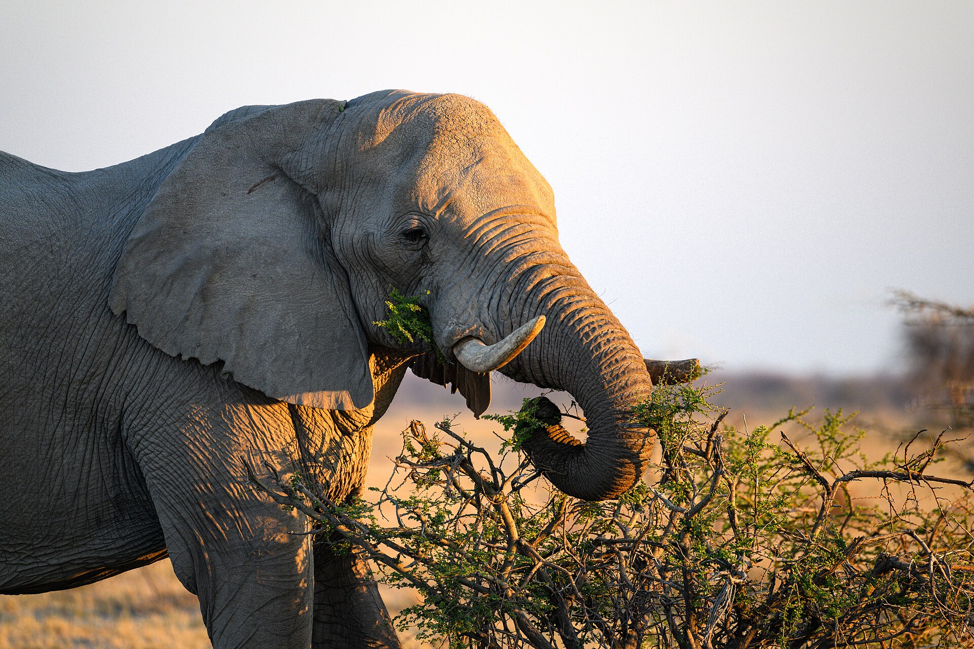 Elefant frisst an einem Busch, Westrand der Ntwetwe-Pfanne, Juli 2025