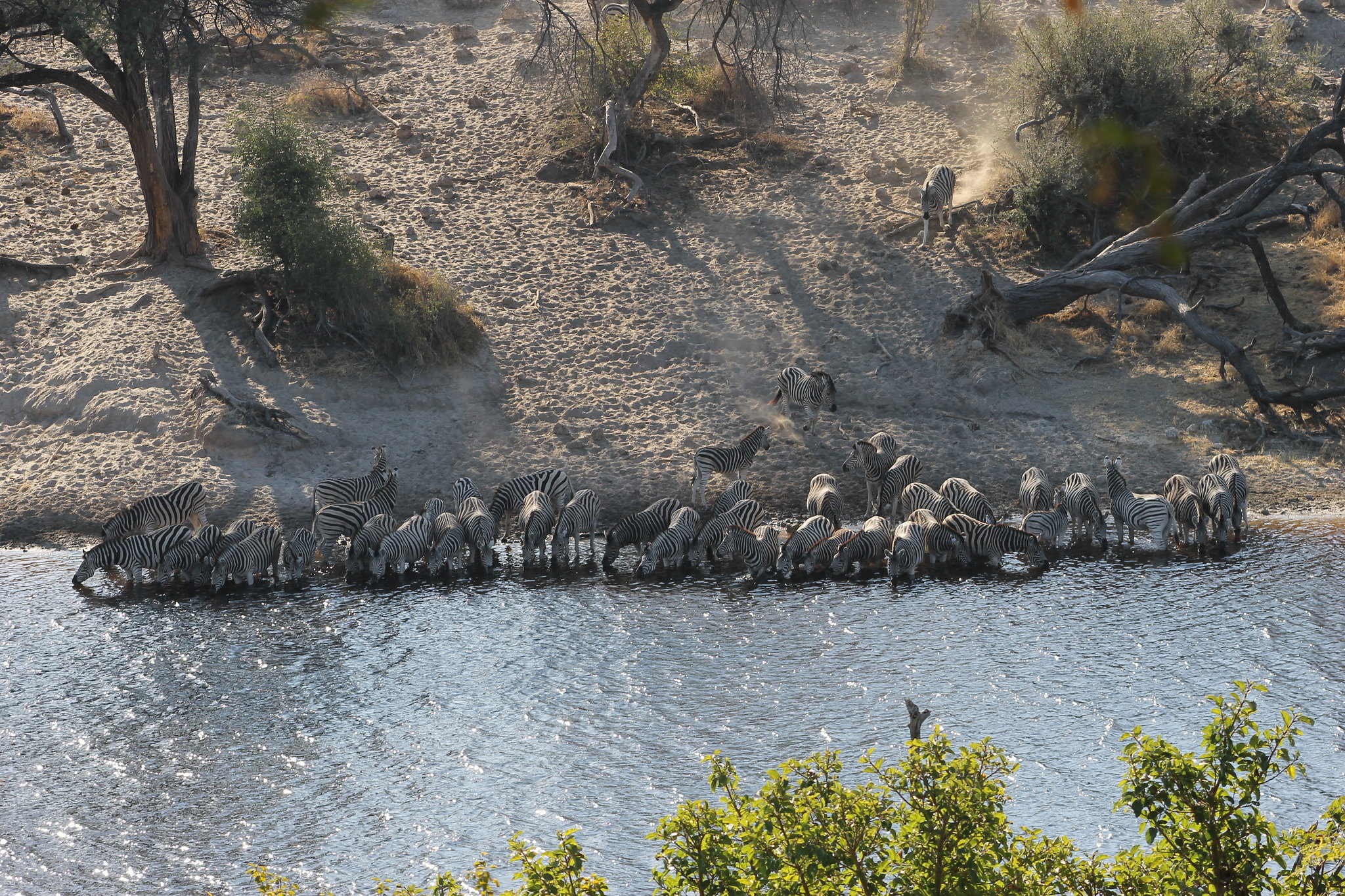 Zebras trinken am Boteti in der Makgadikgadi, August 2015