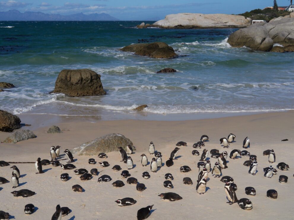 Dutzende Brillenpinguine liegen und stehen auf hellem Sand, dahinter Brandung und Granitfelsen