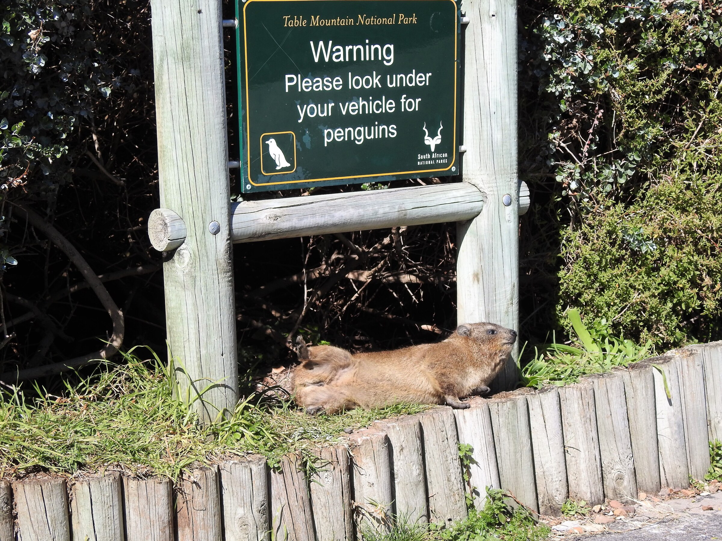Klippschliefer unter einem Schild am Boulders Beach