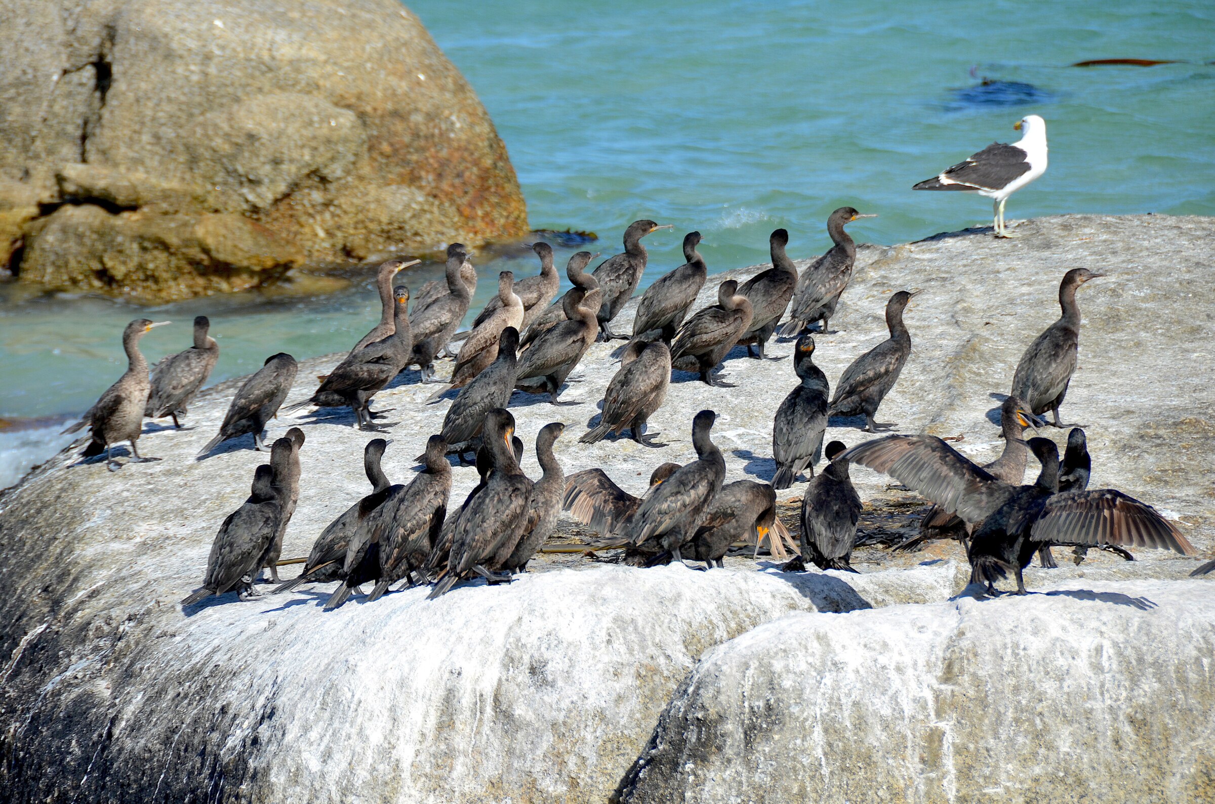 Kormorane und eine Möwe auf einem Felsblock am Boulders Beach