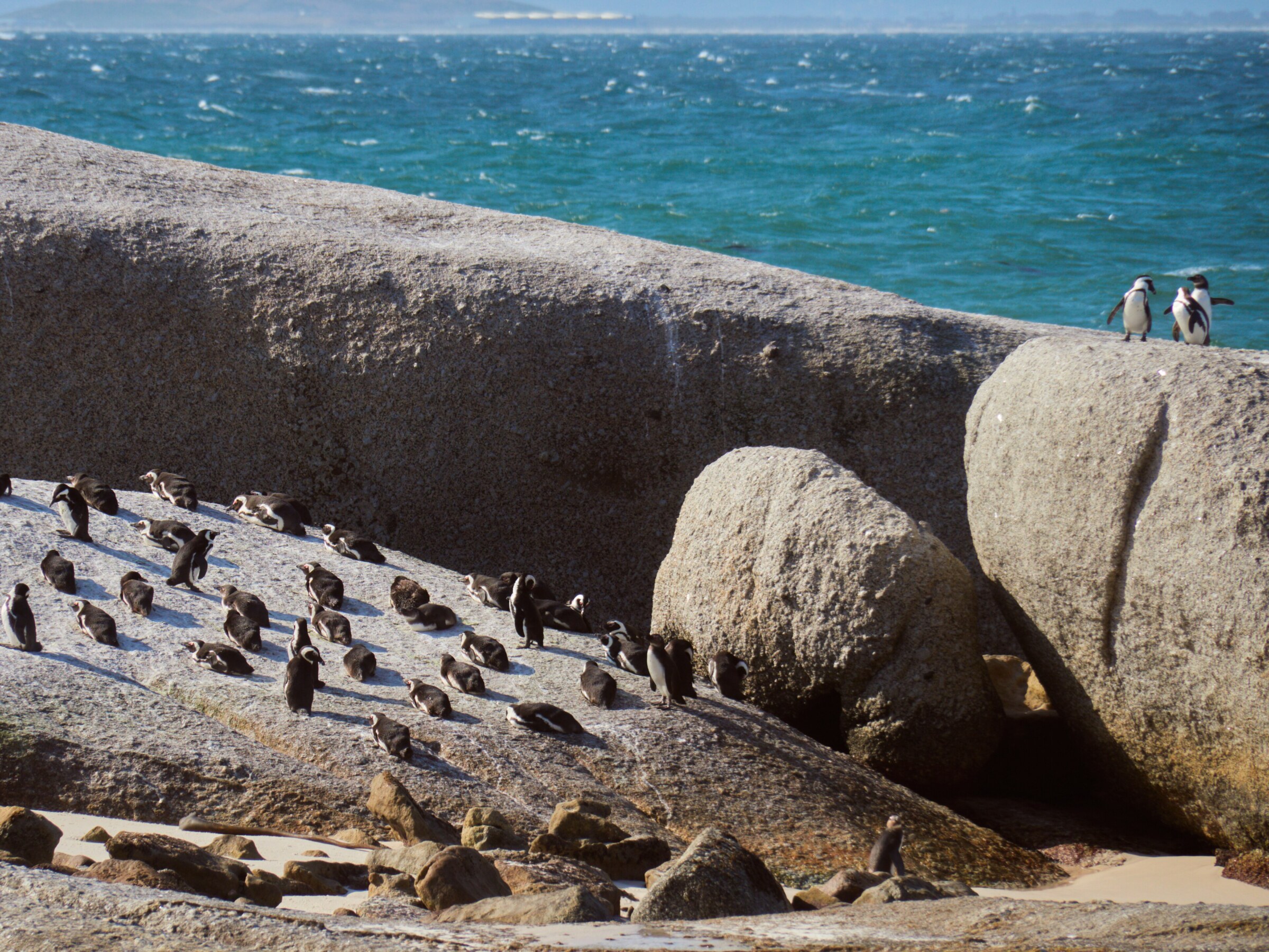 Eine Gruppe Brillenpinguine ruht auf einem schrägen Granitblock über dem Meer