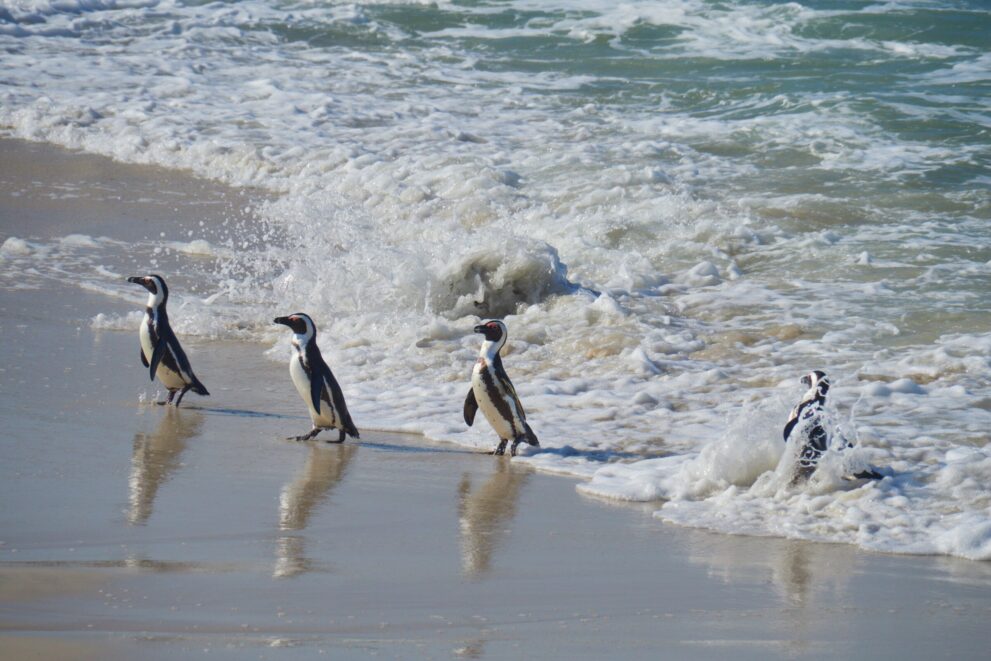 Vier Brillenpinguine laufen hintereinander aus der Brandung auf nassen Sand