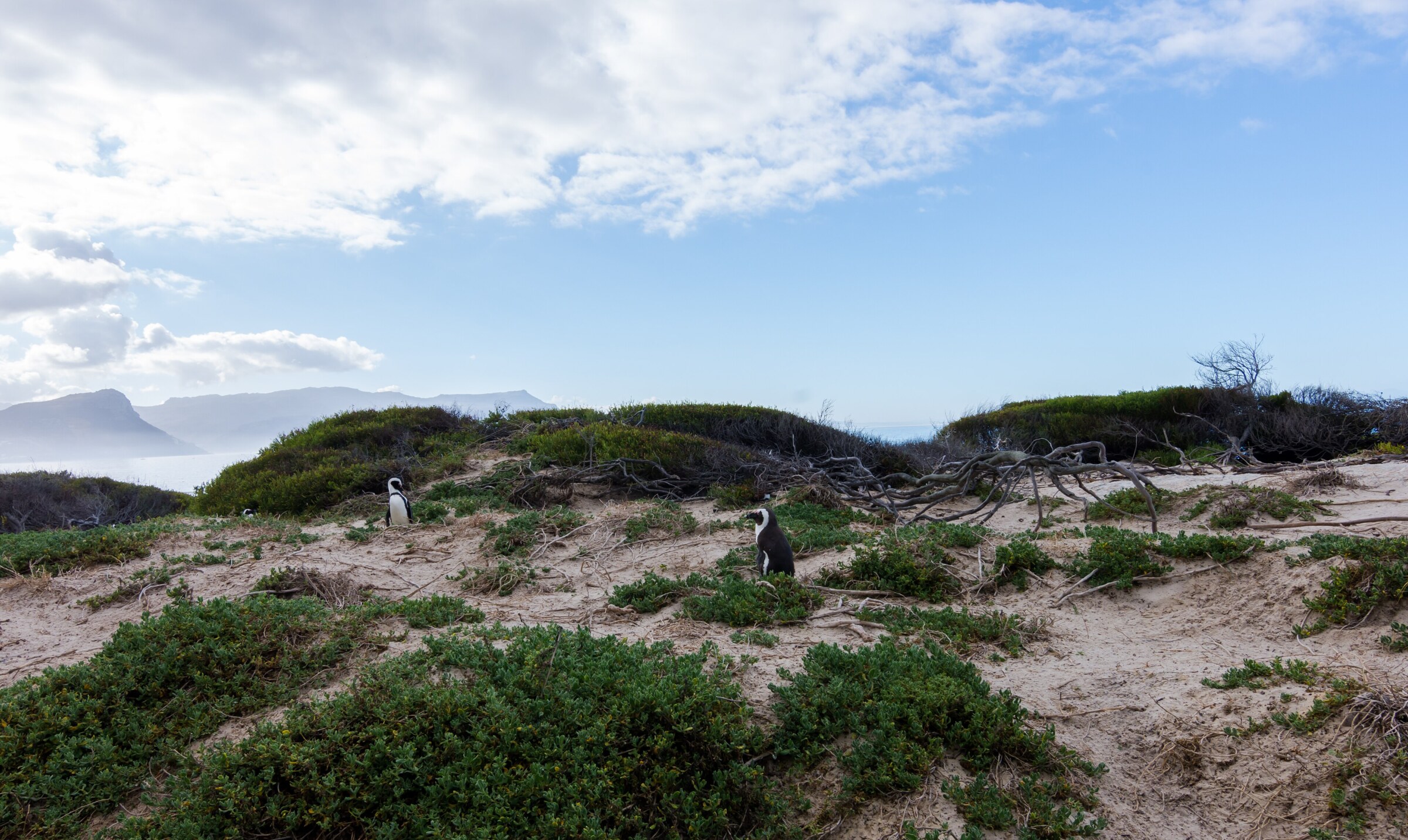 Zwei Brillenpinguine zwischen Sand und niedrigem Gebüsch in den Dünen, im Hintergrund Berge über der Bucht