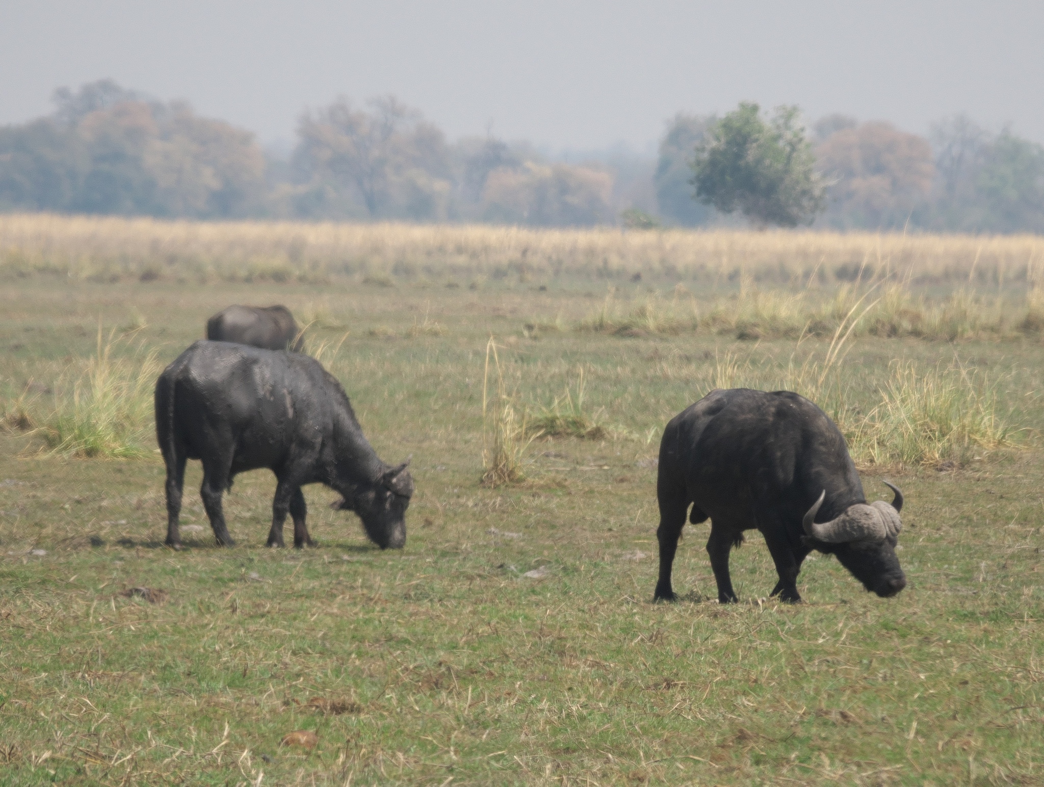 Büffel auf einer Grasfläche im Kavango, September 2025