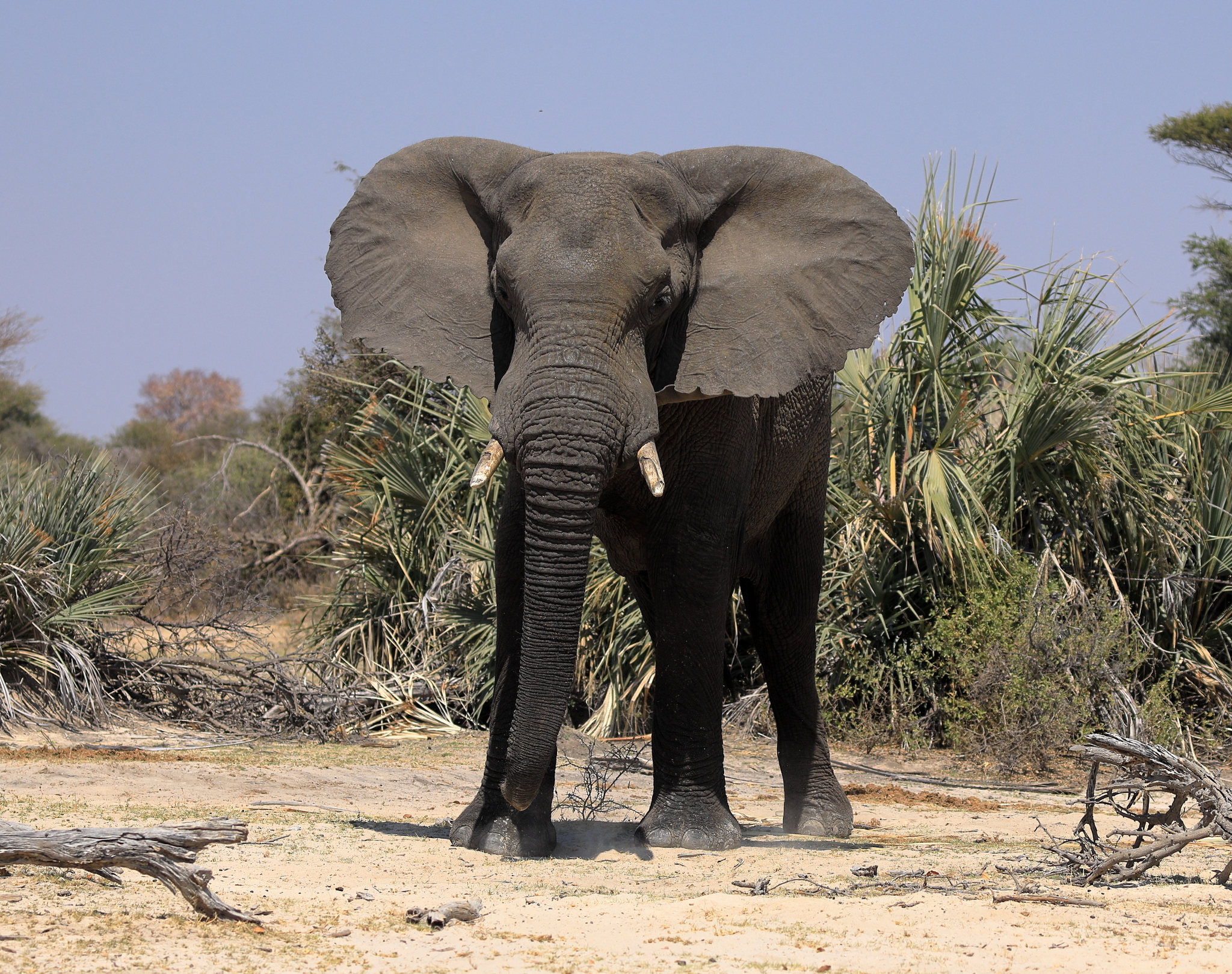 Elefant zwischen Palmen im Kavango, August 2025