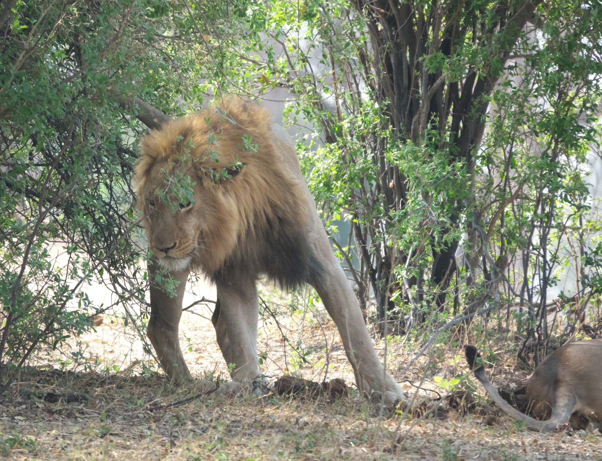 Löwe im Busch im Kavango, September 2025