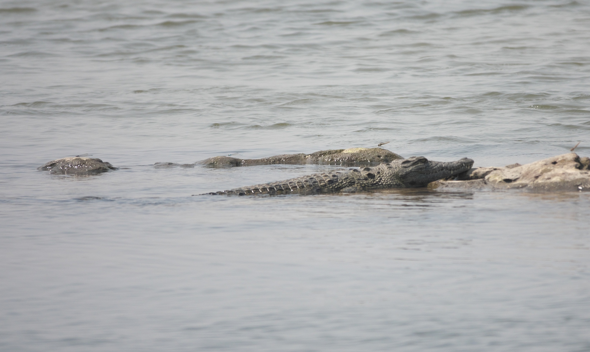 Ein Nilkrokodil liegt flach im graubraunen Wasser neben einem Stein, dahinter ein zweites