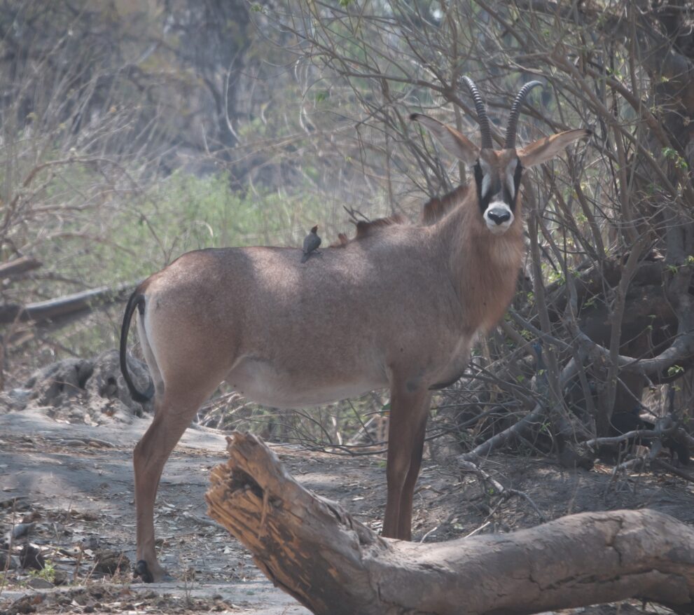 Eine Pferdeantilope mit schwarz-weißer Gesichtsmaske steht hinter einem umgestürzten Baumstamm, ein Madenhacker sitzt auf ihrem Rücken