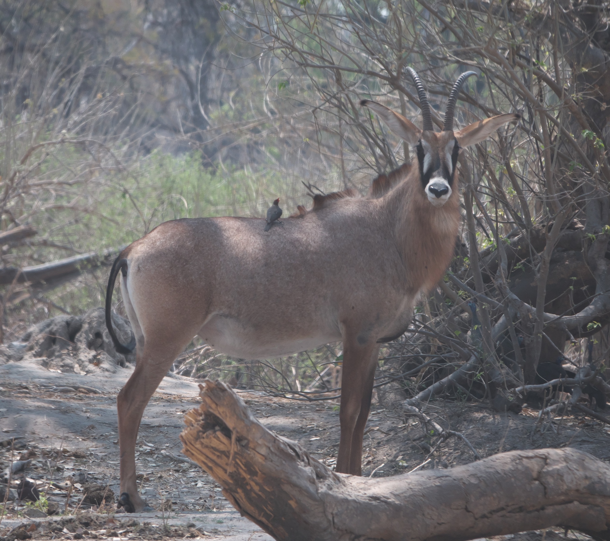 Eine Pferdeantilope mit schwarz-weißer Gesichtsmaske steht hinter einem umgestürzten Baumstamm, ein Madenhacker sitzt auf ihrem Rücken