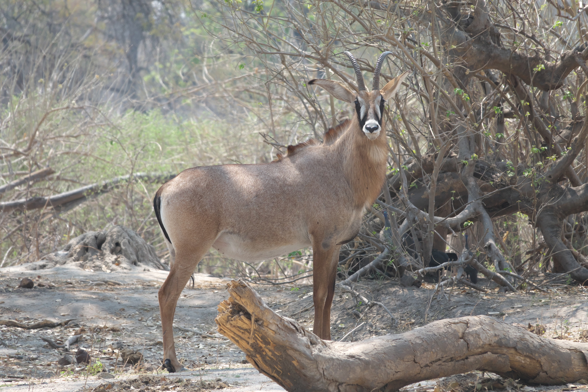 Pferdeantilope in der Buffalo-Kernzone, September 2025