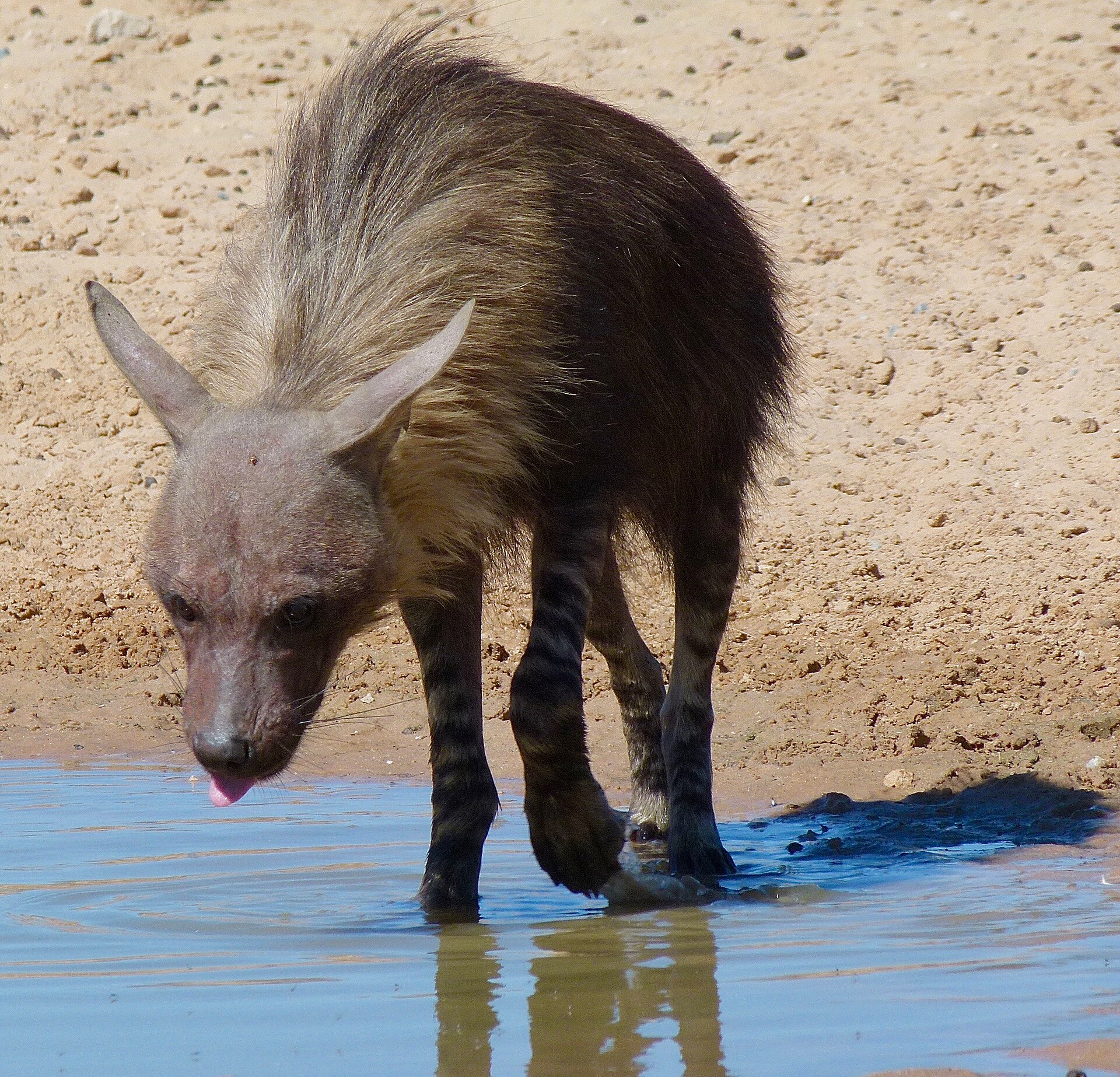 Braune Hyäne an einem Wasserloch im Kgalagadi, Südafrika
