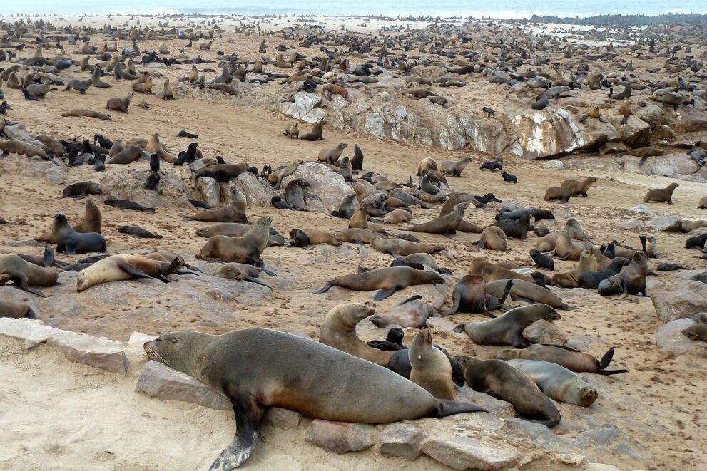 Hunderte Seebären liegen dicht an dicht zwischen Felsen auf hellem Sand, im Hintergrund das Meer