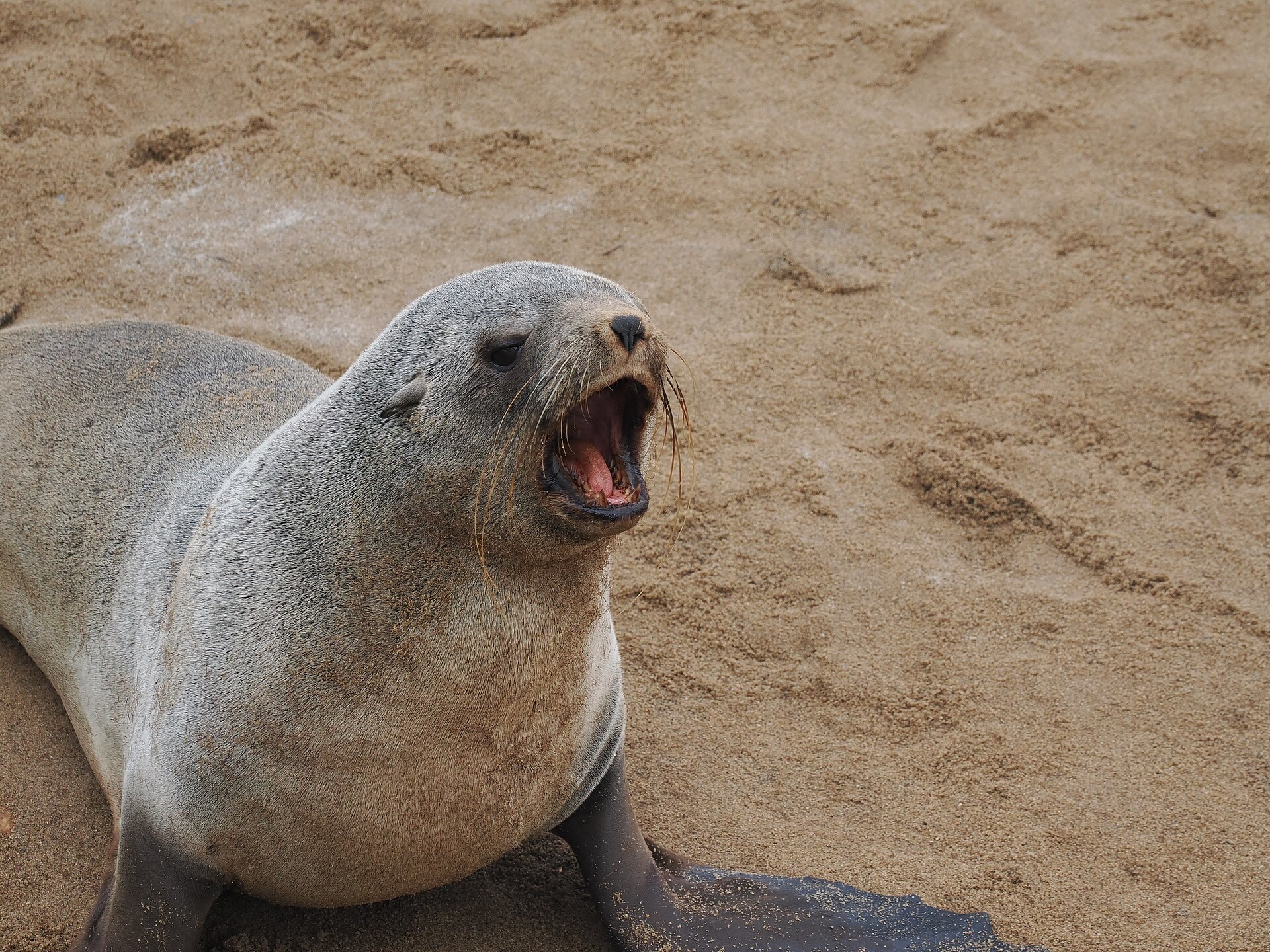 Rufender Seebär am Strand von Cape Cross
