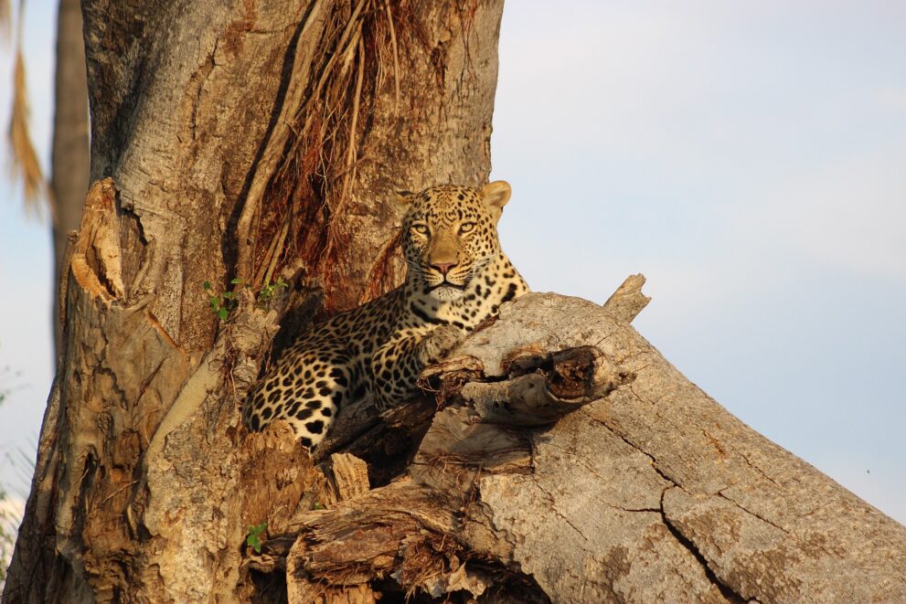 Ein Leopard liegt auf einem dicken, abgestorbenen Ast eines Baums und schaut in die Kamera
