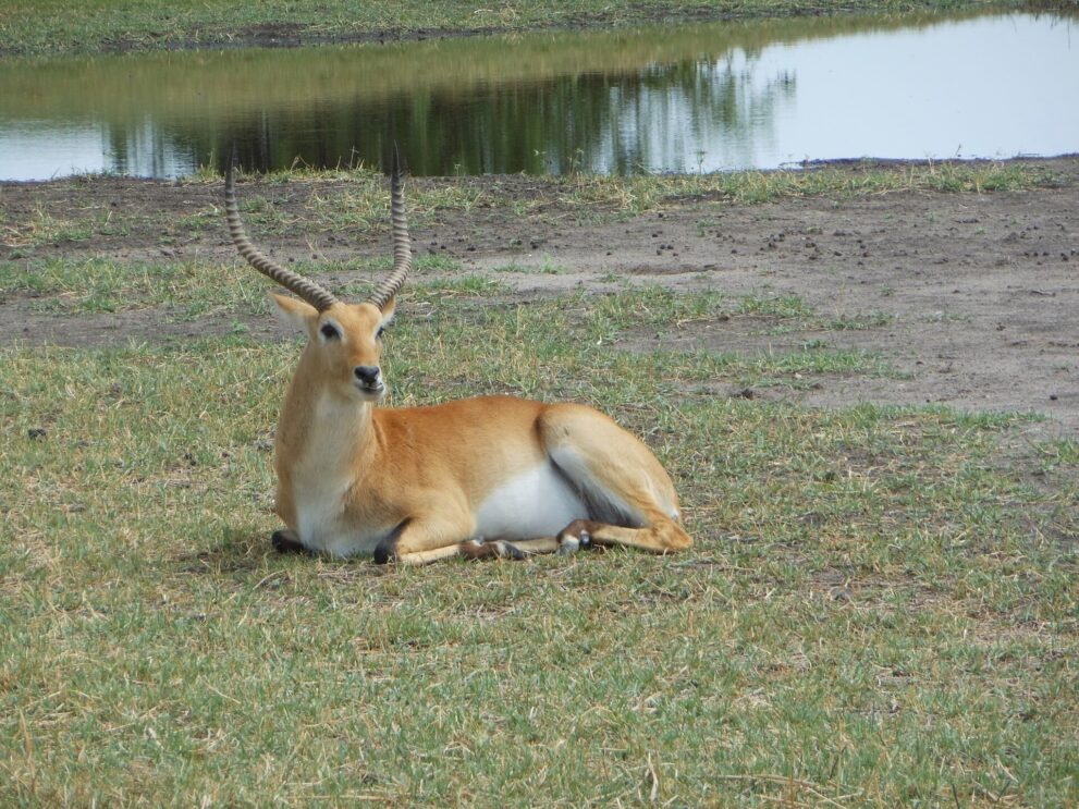 Ein Litschi-Bock mit langen, geschwungenen Hörnern liegt im kurzen Gras, dahinter ein Wasserlauf