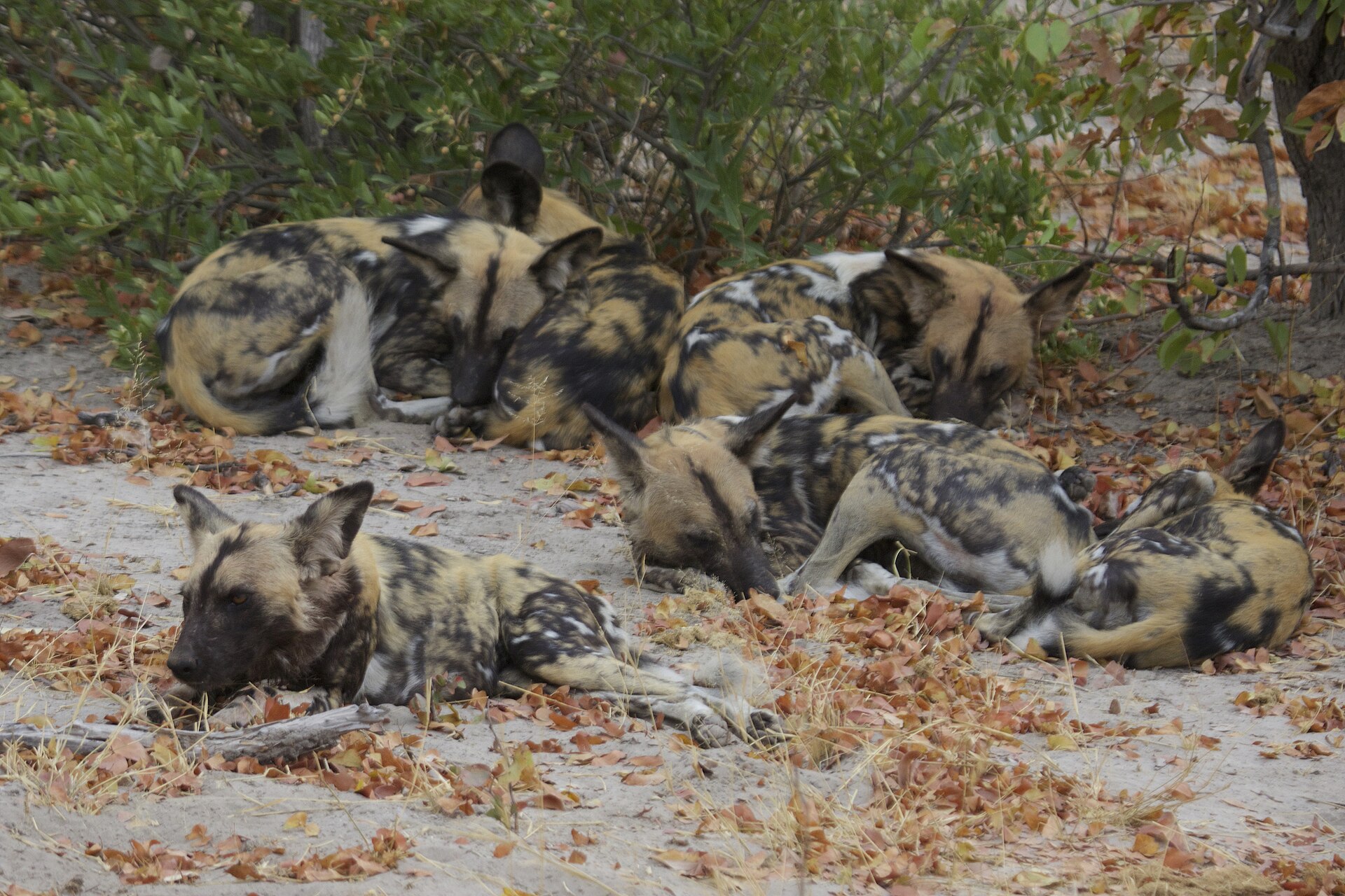 Wildhunde ruhen im Moremi, östlich der Insel