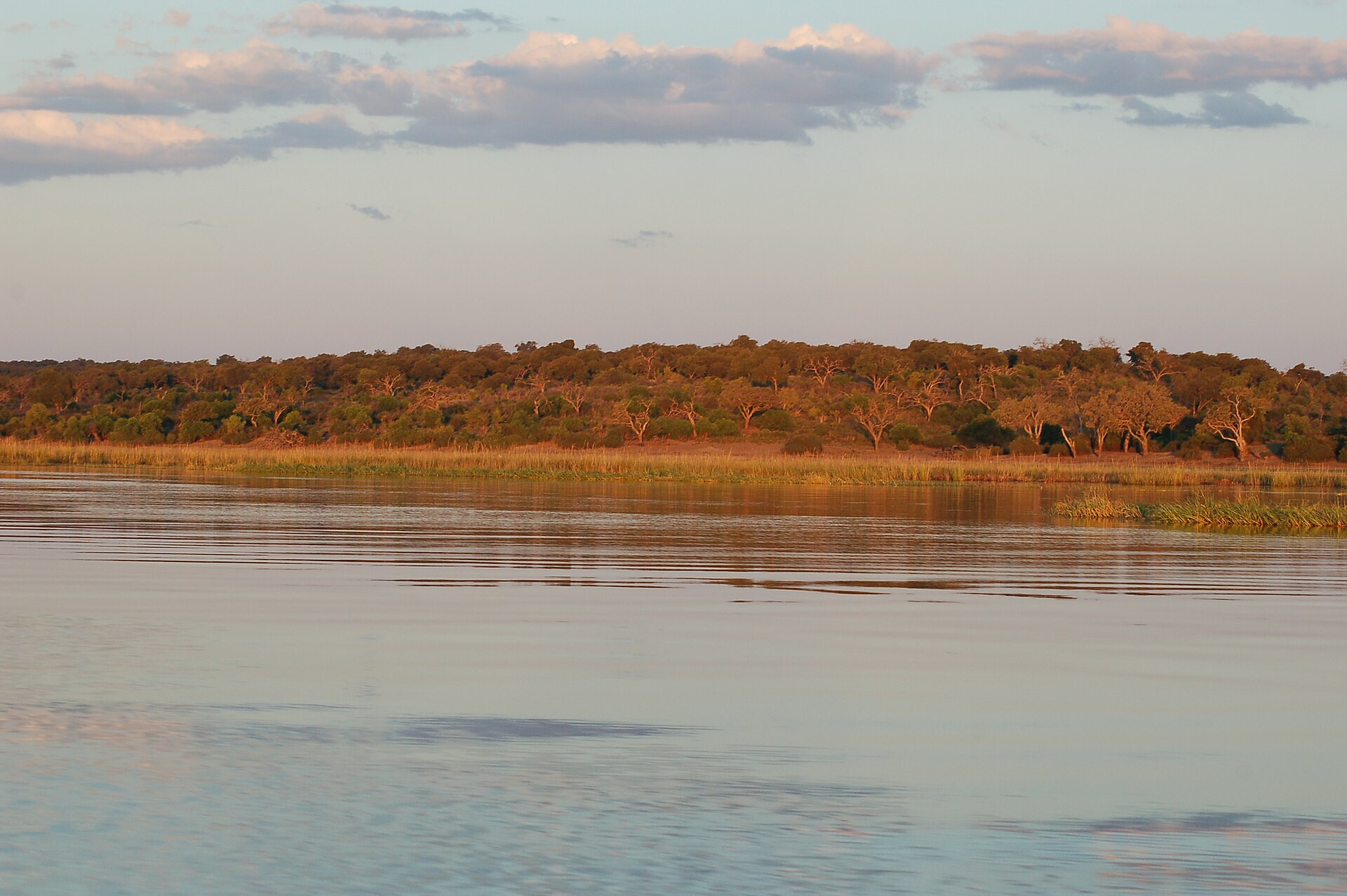 Abendsonne färbt den Uferwald am Chobe orange, davor ruhiges Wasser und ein Streifen Schilf