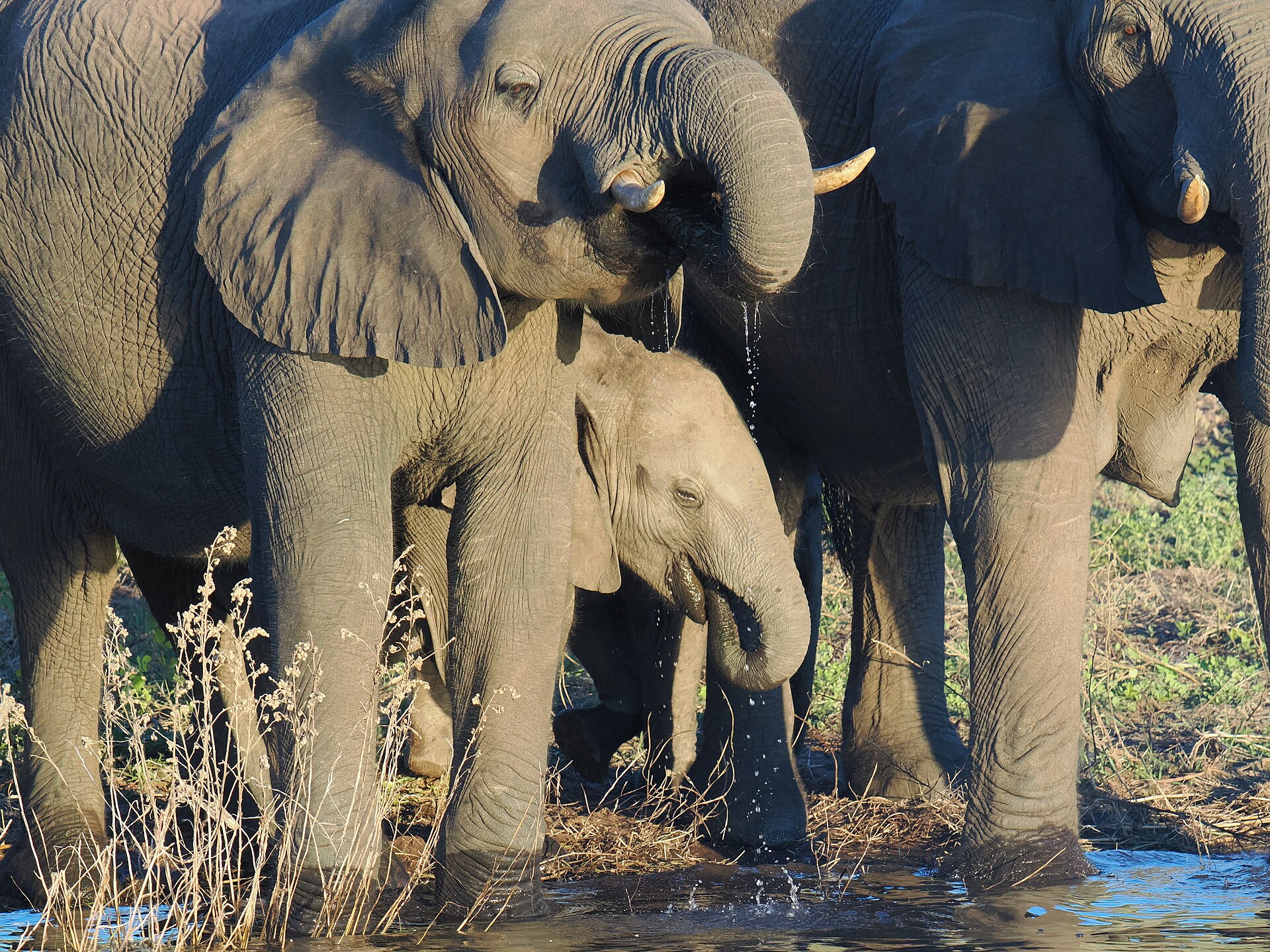 Elefanten mit Jungtier beim Trinken am Chobe
